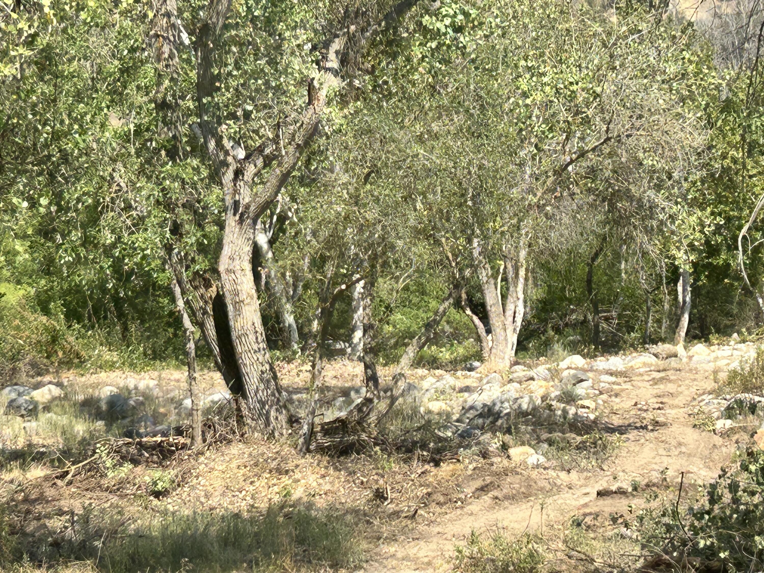 42001 N Fork Dr, Three Rivers, CA 93271