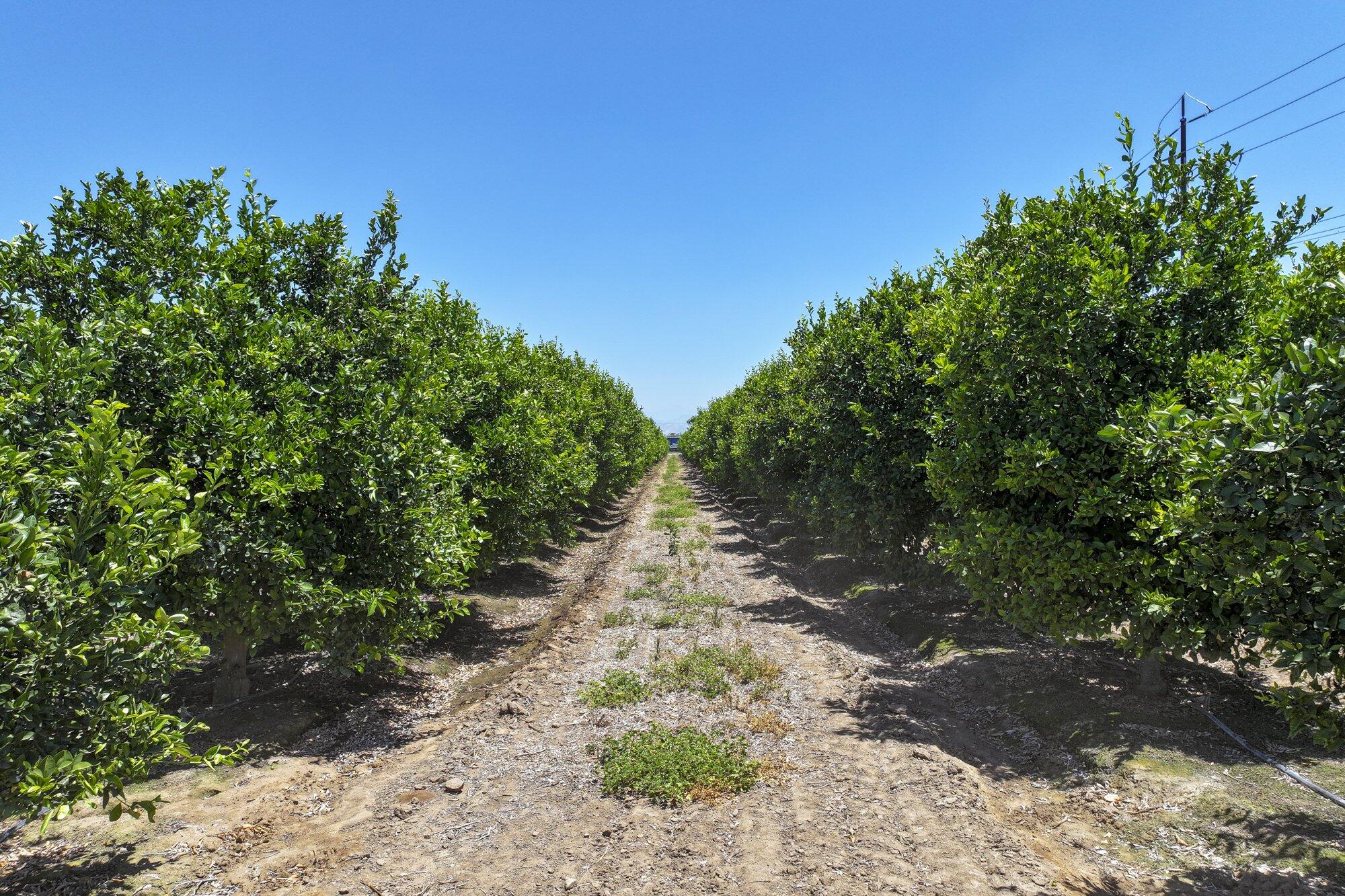 21868 E Manning Ave, Reedley, CA 93654