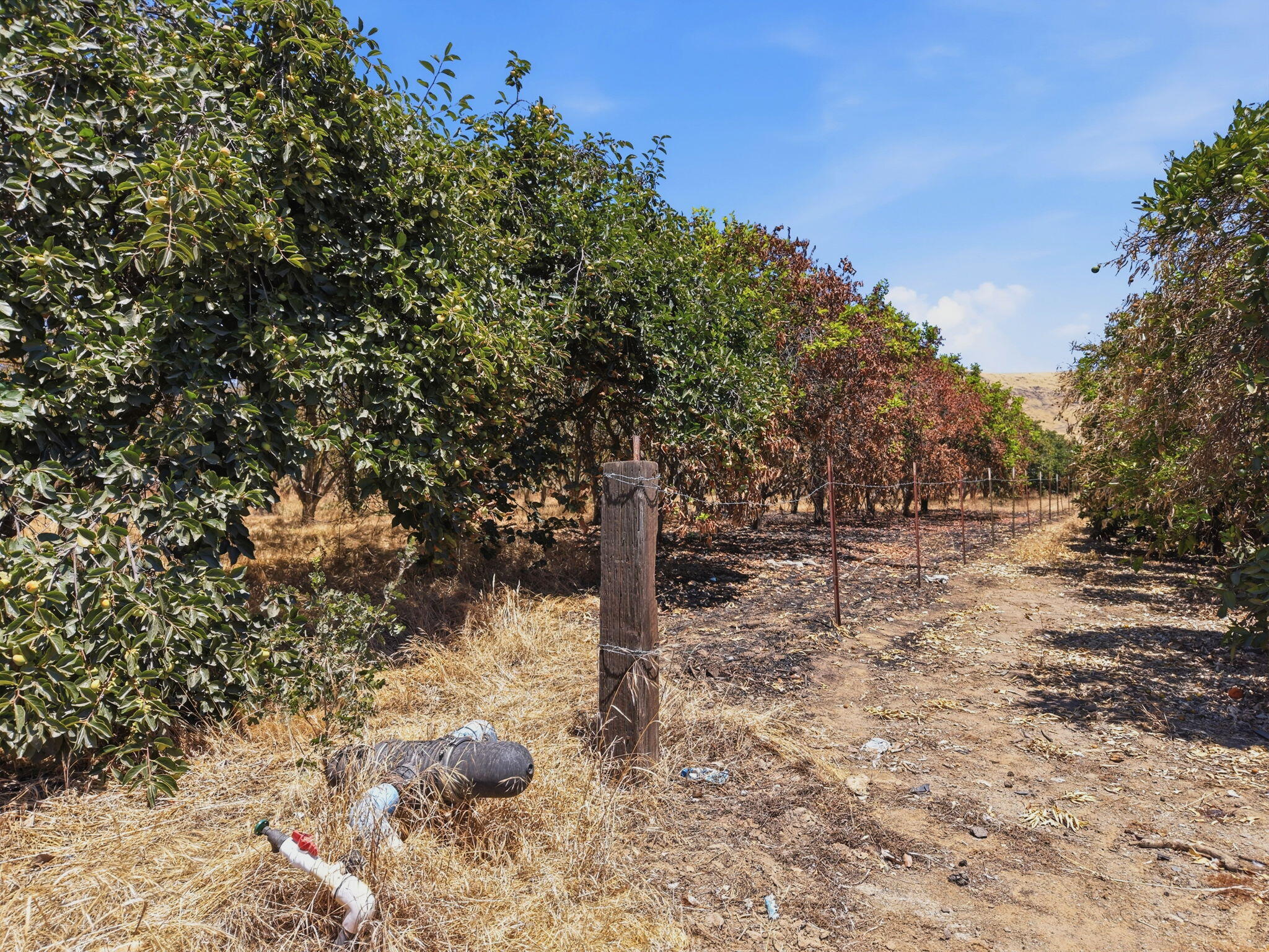 1098 N Foothill, Lindsay, CA 93247