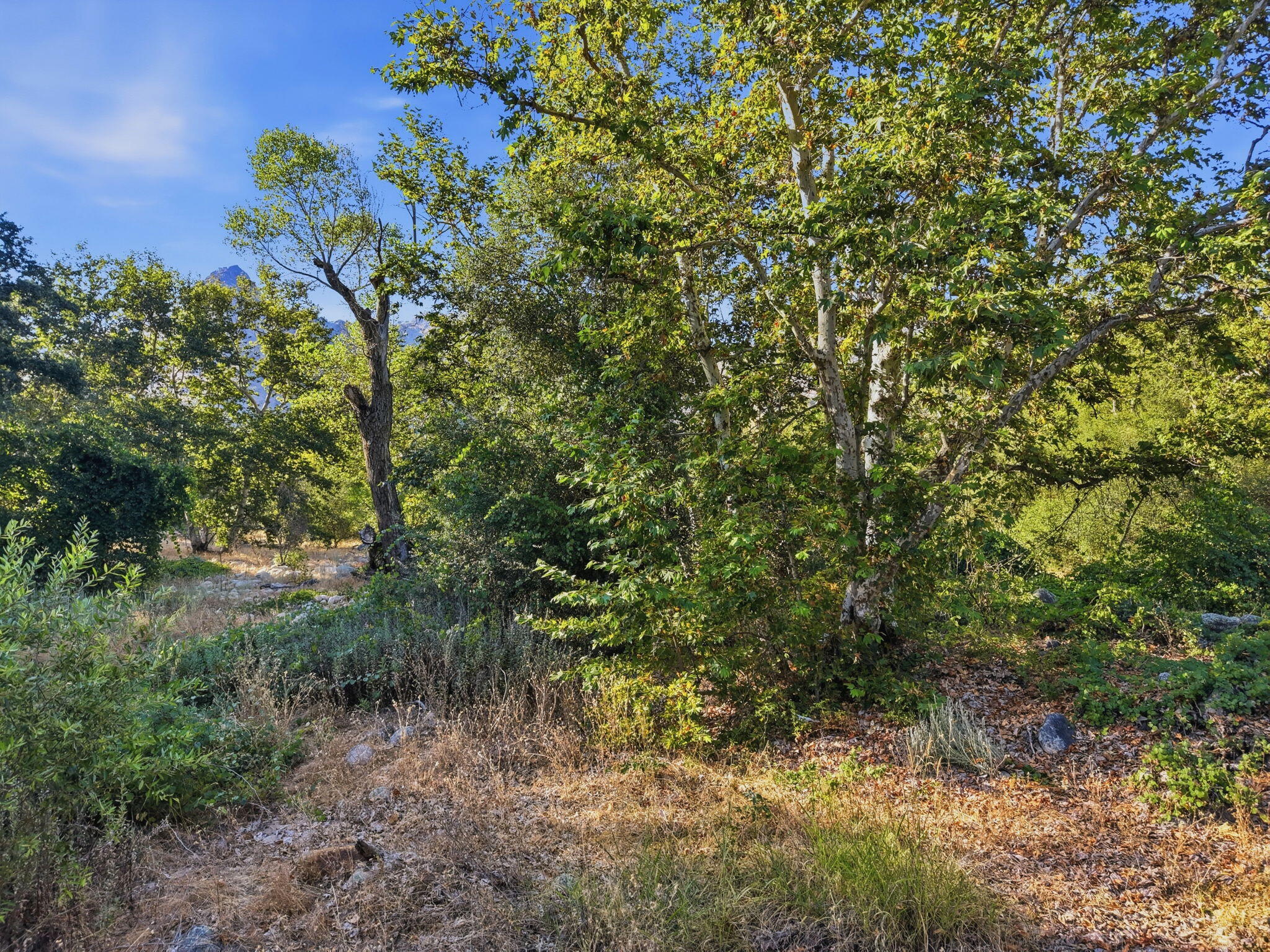 0 Redbud Trl, Three Rivers, CA 93271