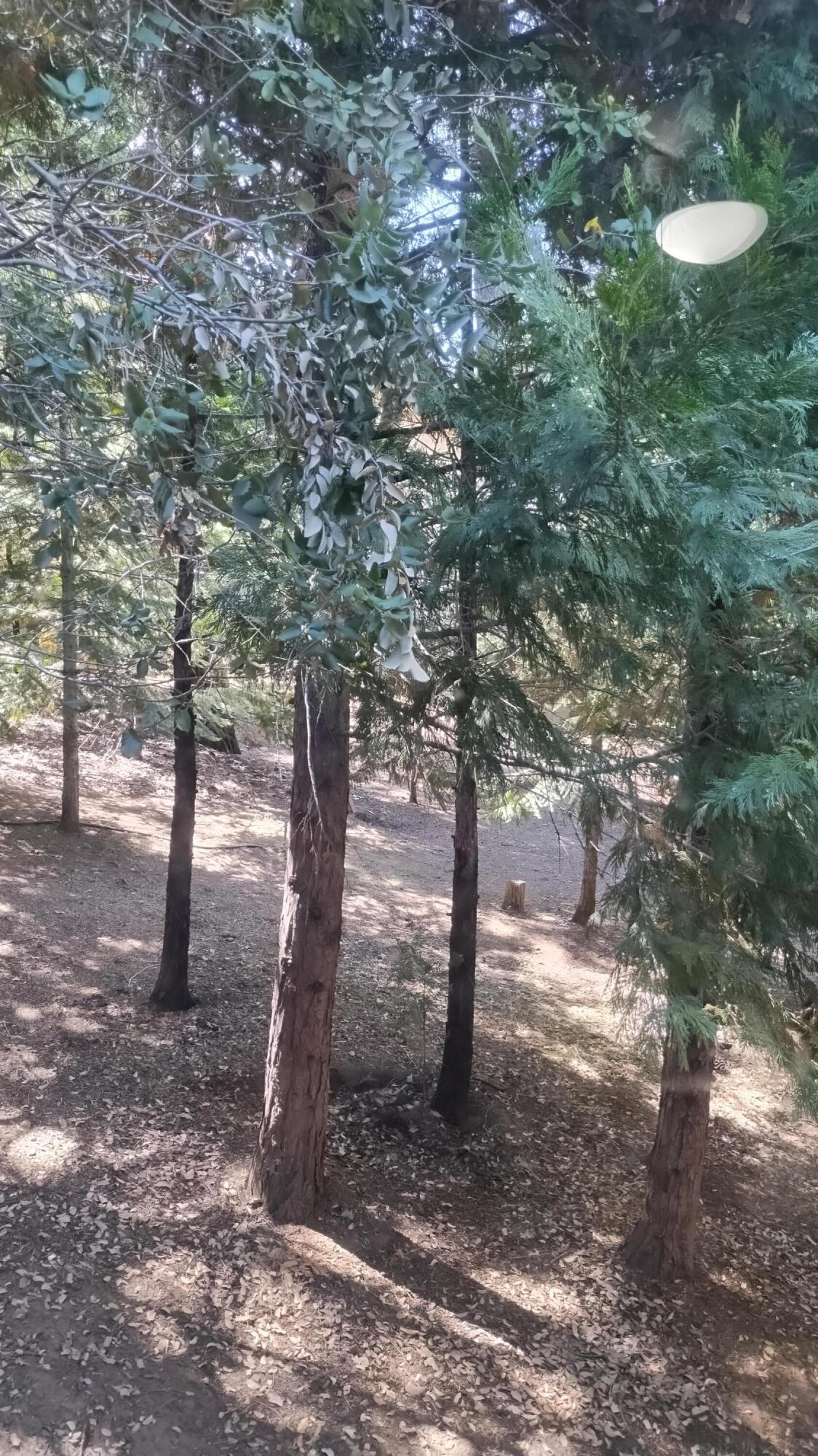 1271 Wy Ct, Camp Nelson, CA 93265
