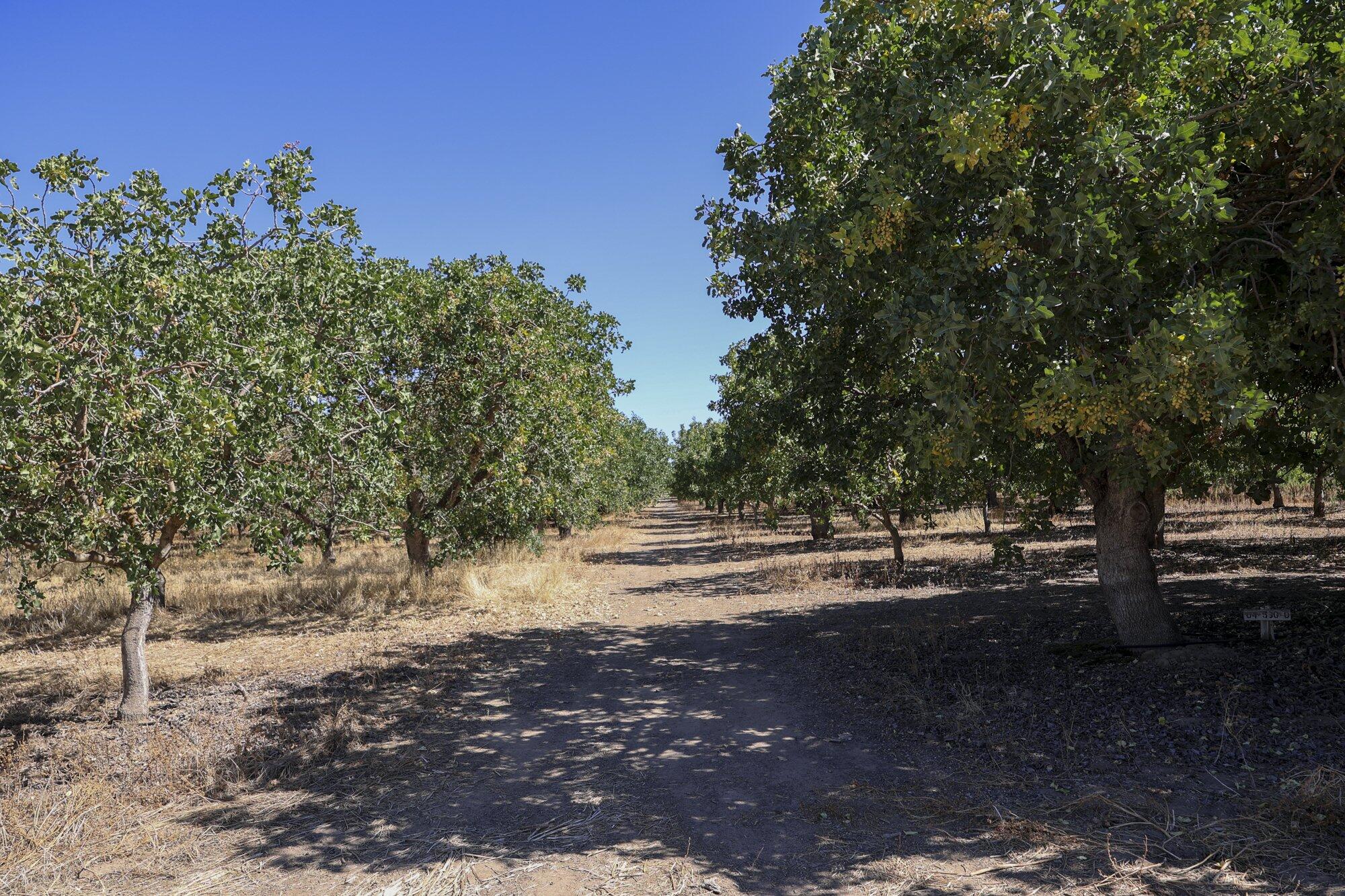 0 Road 20 1/2, Madera, CA 93637