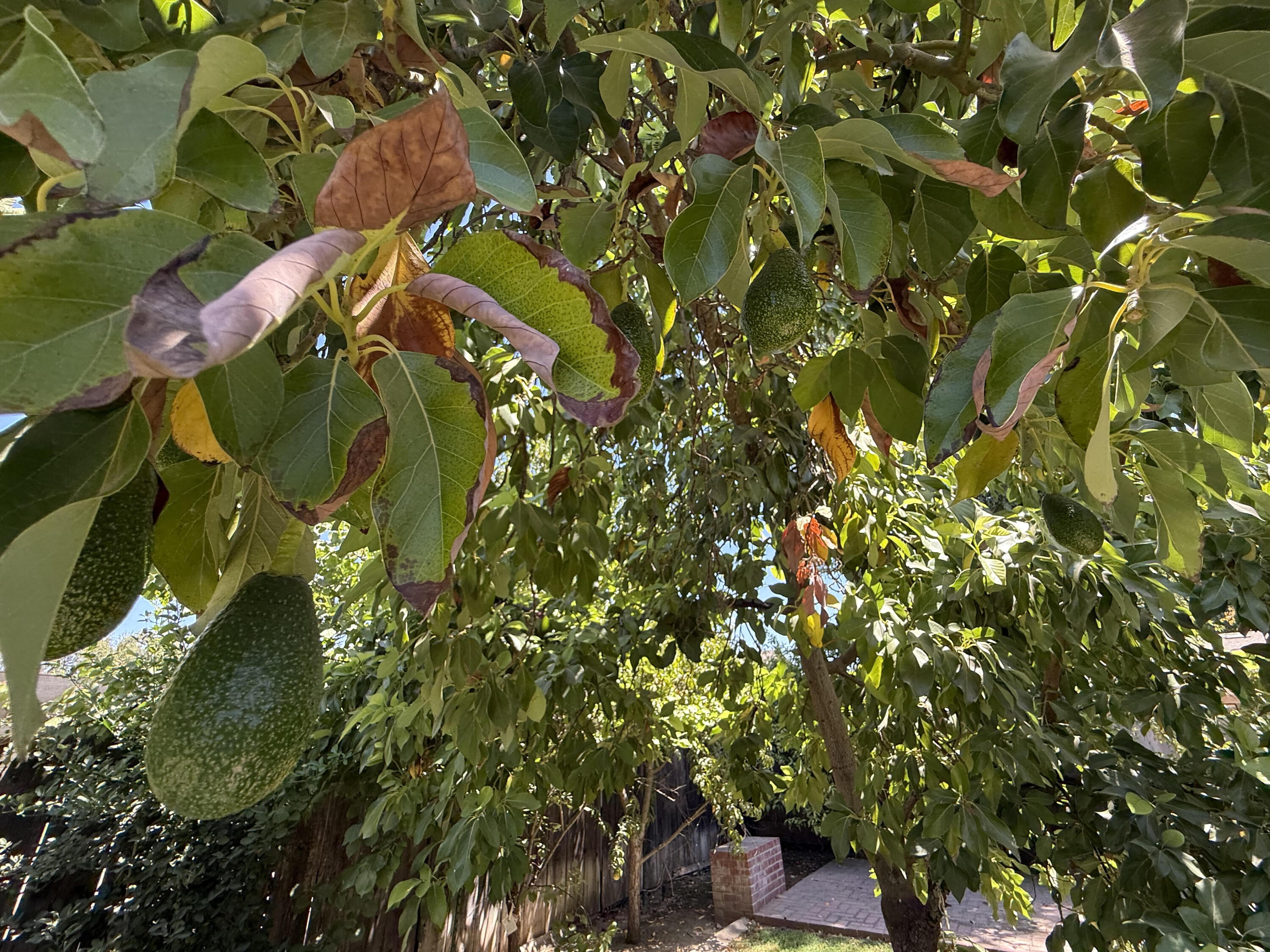 2300 E Iris Ave, Visalia, CA 93292