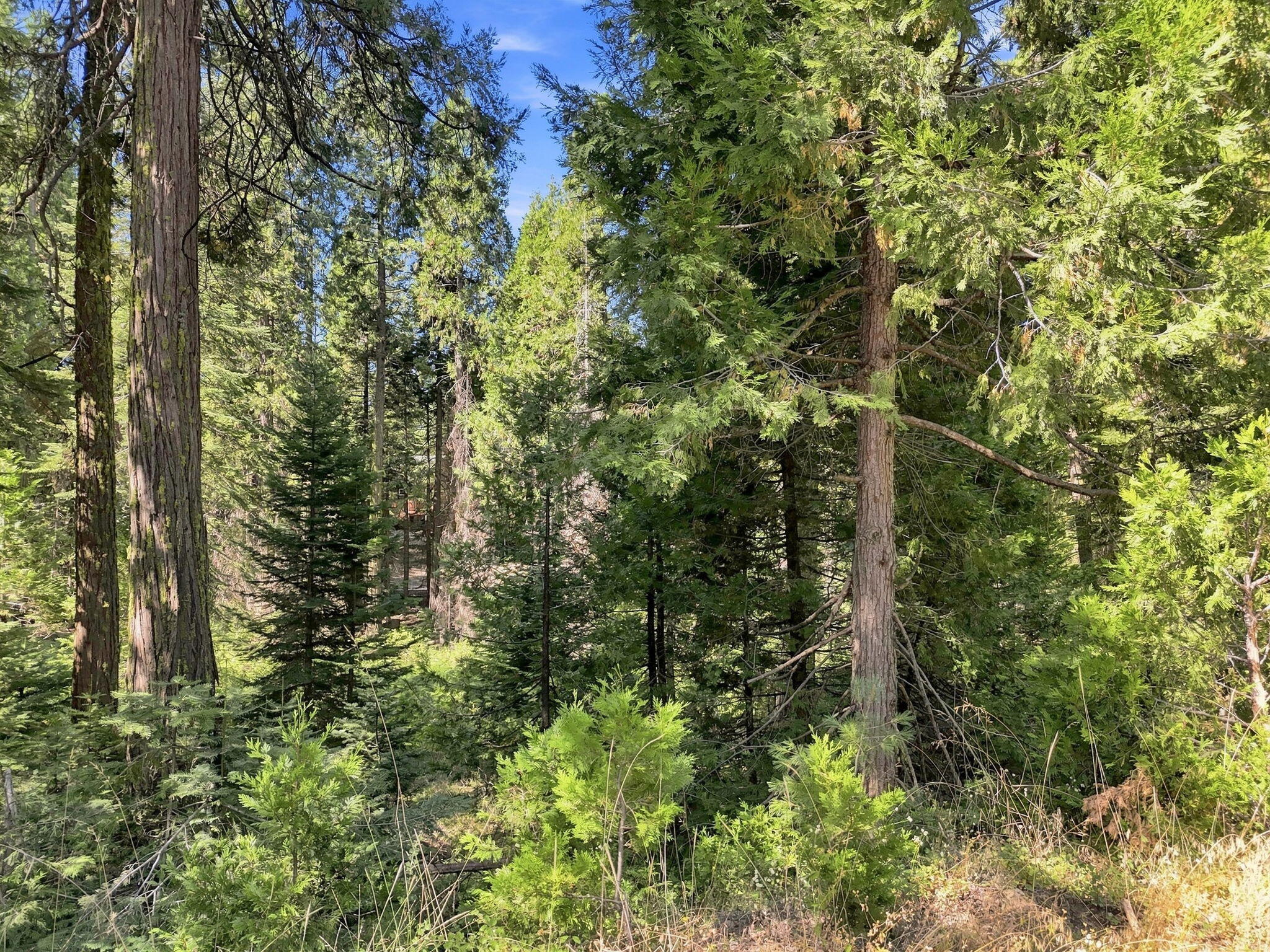 39730 Foxglove Ln, Shaver Lake, CA 93664