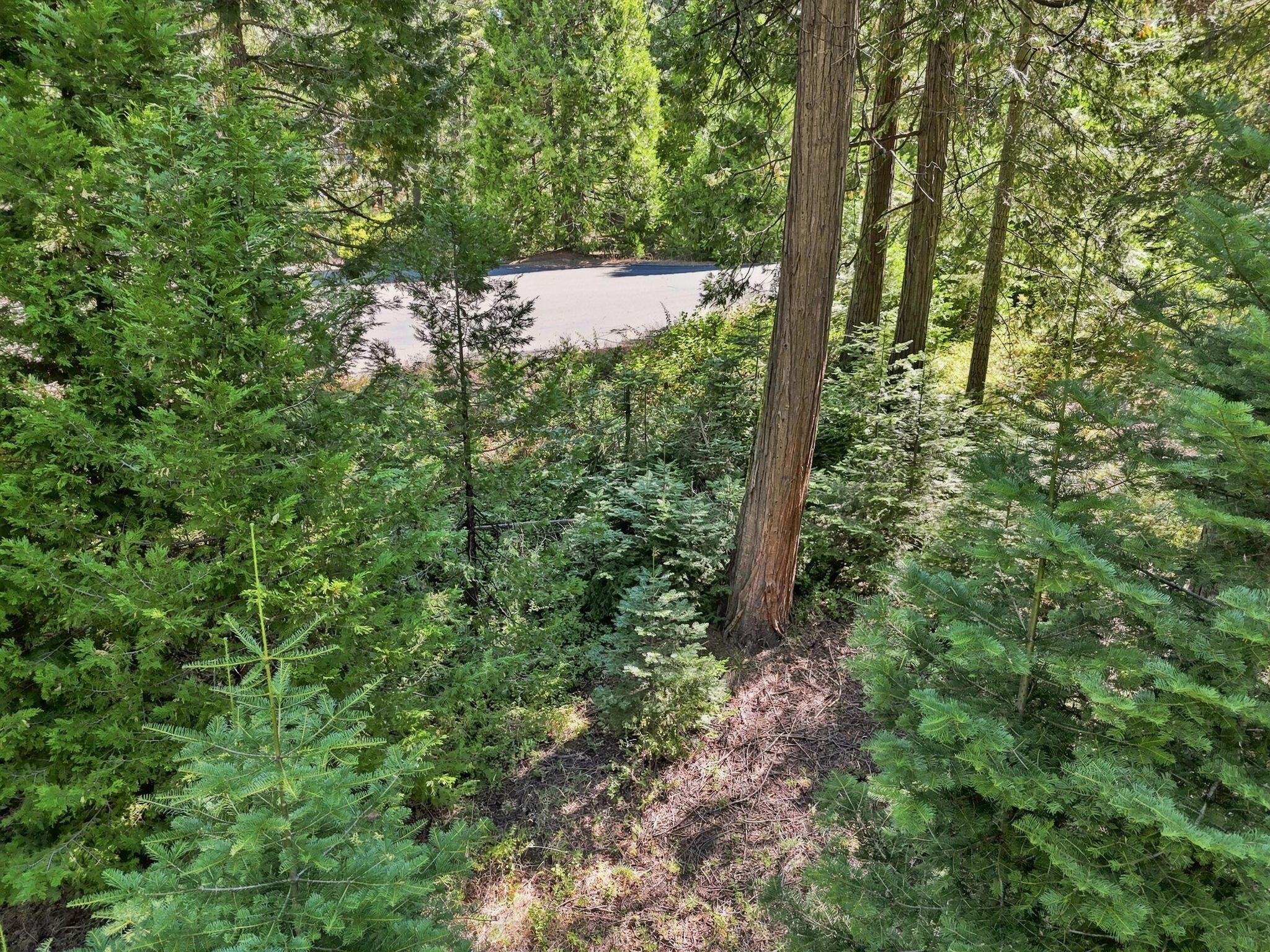 39730 Foxglove Ln, Shaver Lake, CA 93664