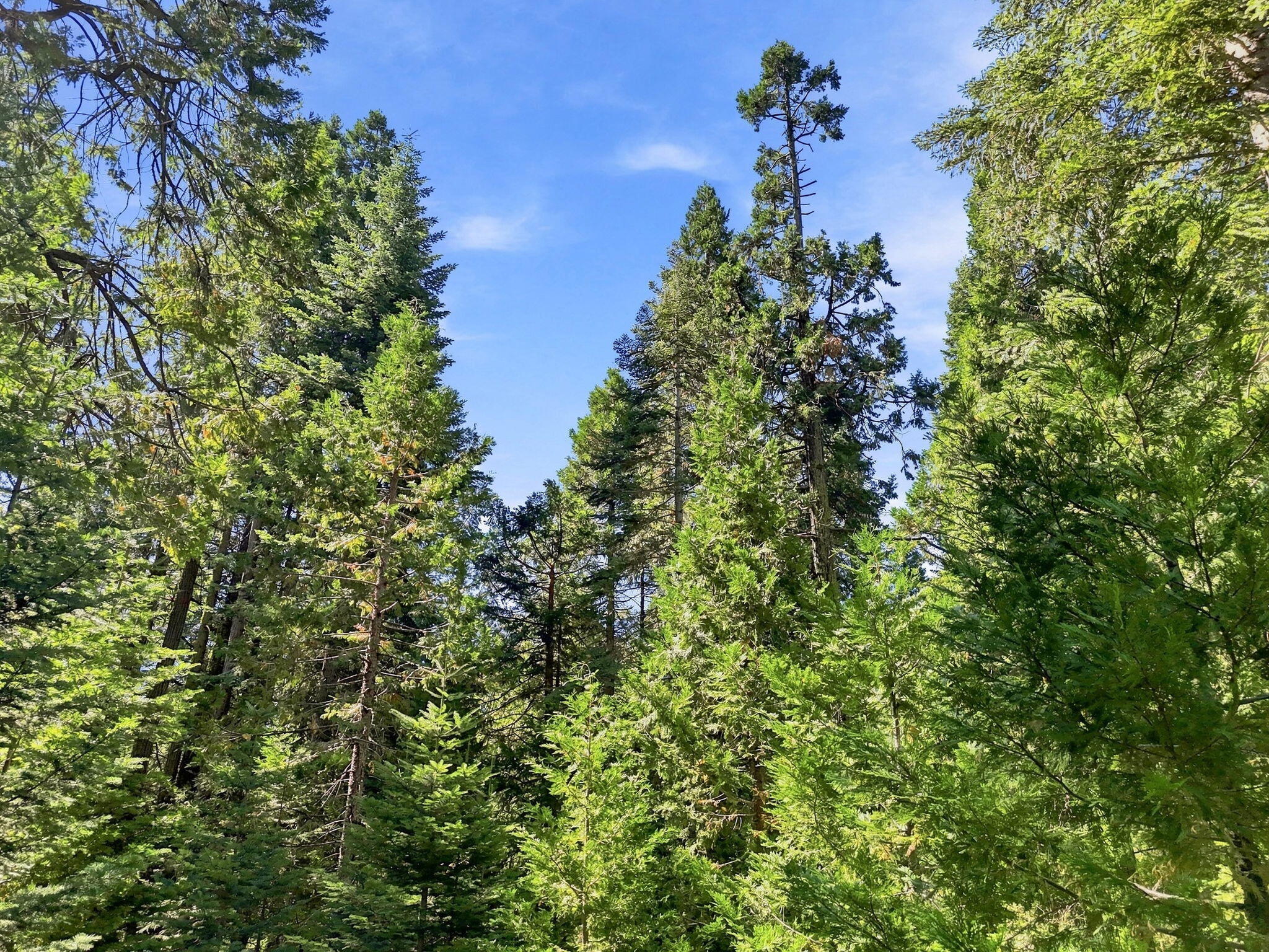 39730 Foxglove Ln, Shaver Lake, CA 93664