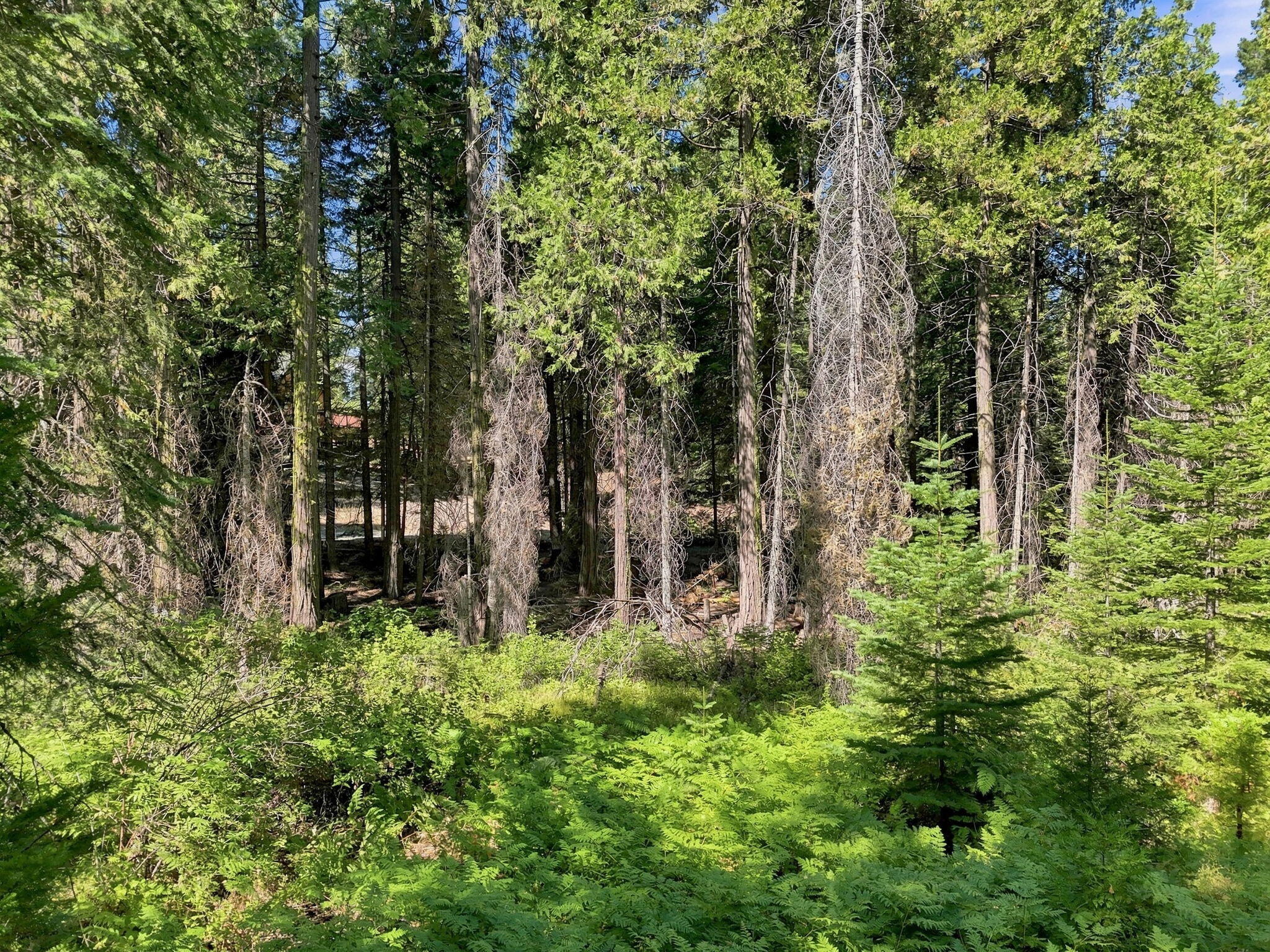 39730 Foxglove Ln, Shaver Lake, CA 93664