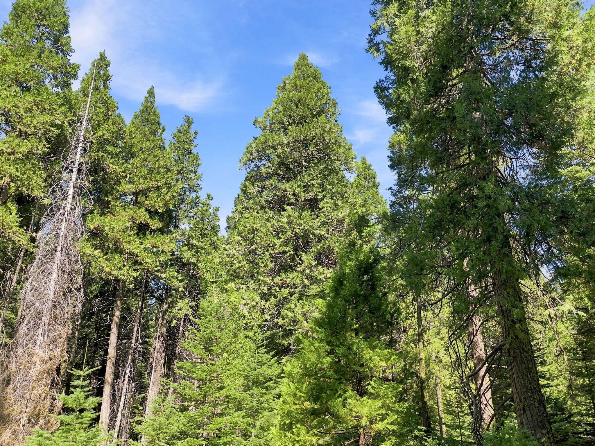 39730 Foxglove Ln, Shaver Lake, CA 93664