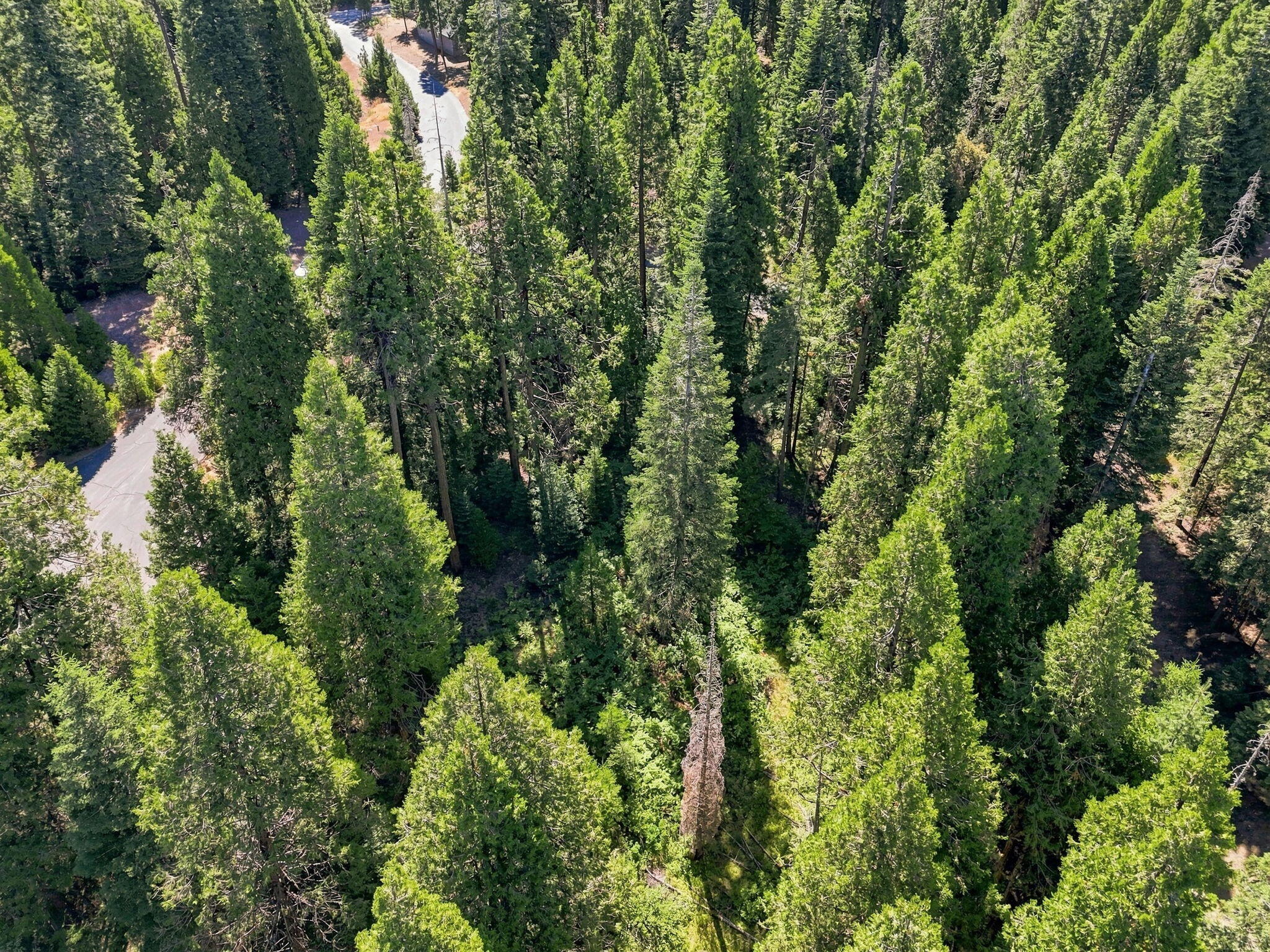 39730 Foxglove Ln, Shaver Lake, CA 93664