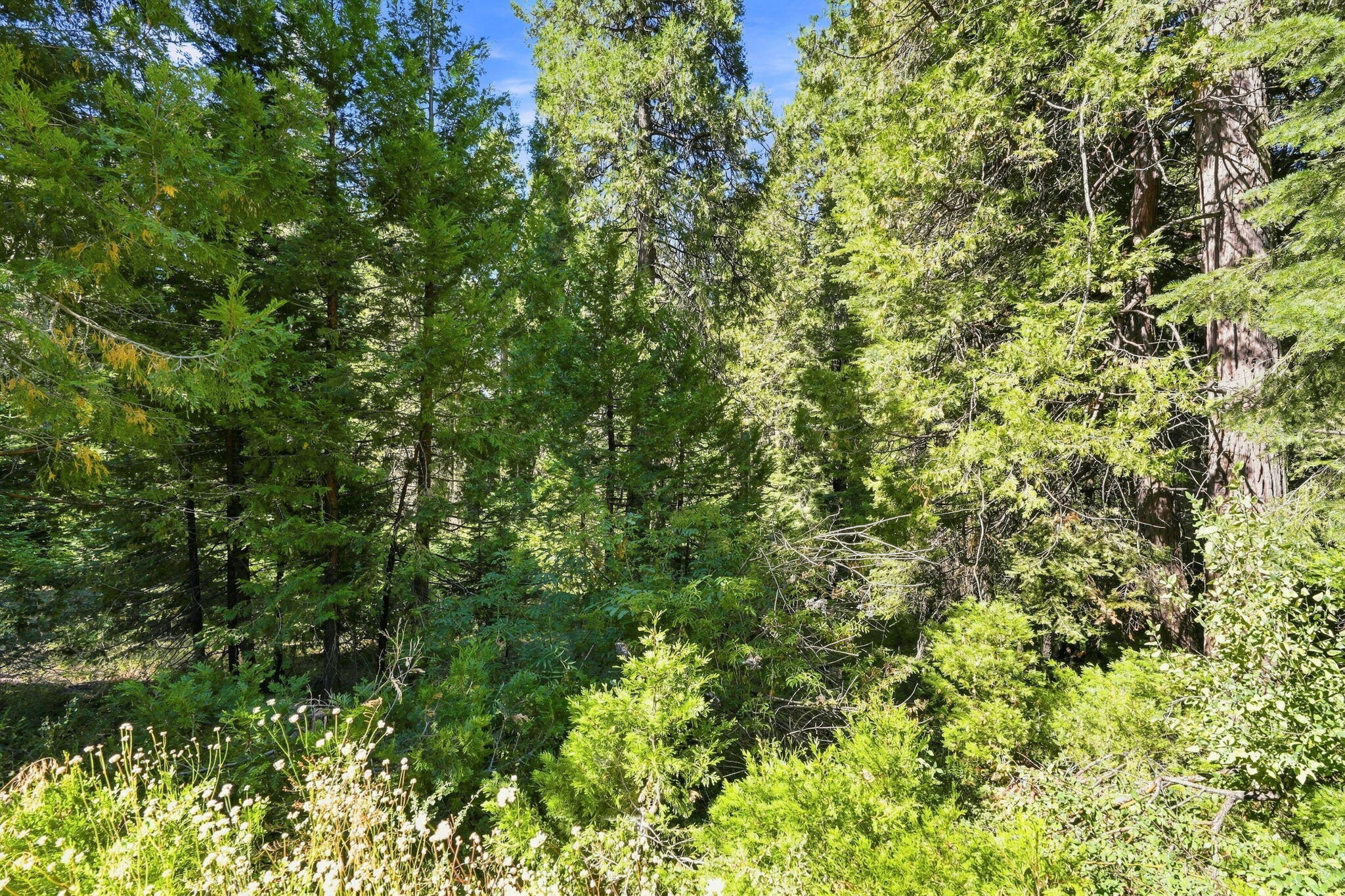 0 Foxglove Ln, Shaver Lake, CA 93664