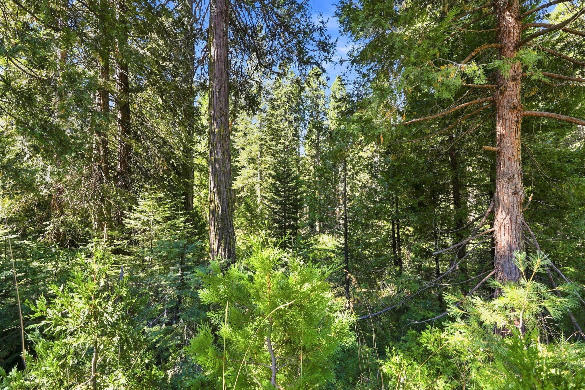 0 Foxglove Ln, Shaver Lake, CA 93664