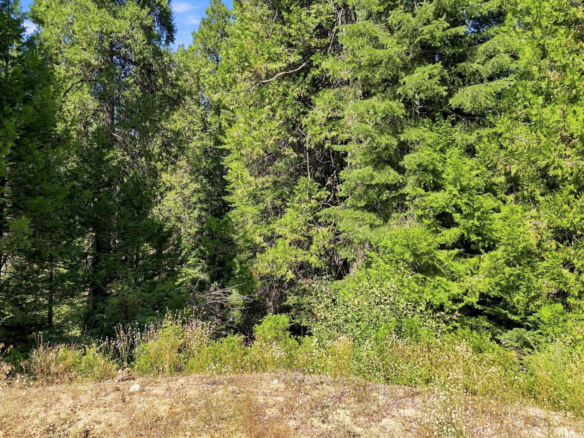 0 Foxglove Ln, Shaver Lake, CA 93664
