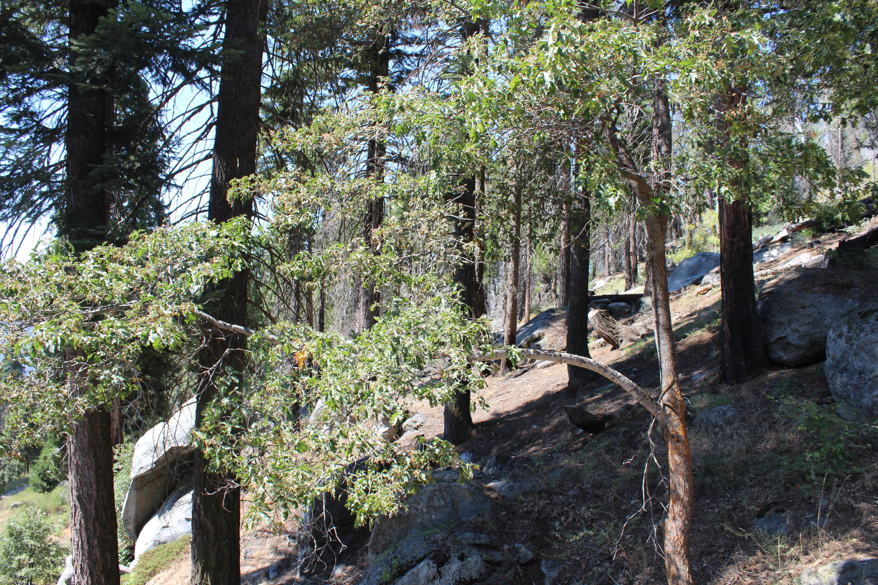 53434 Redwood Dr, Springville, CA 93265