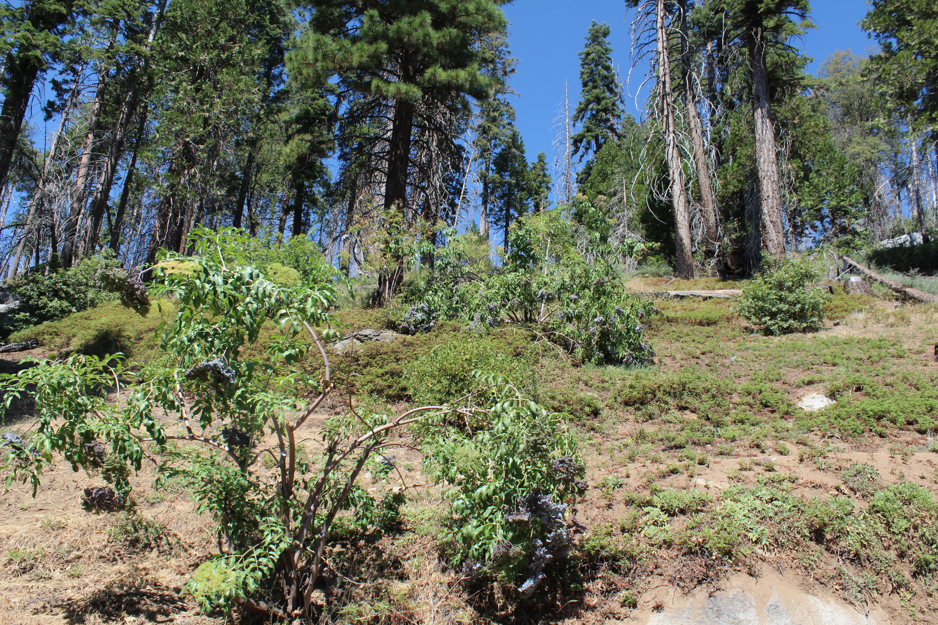 53434 Redwood Dr, Springville, CA 93265