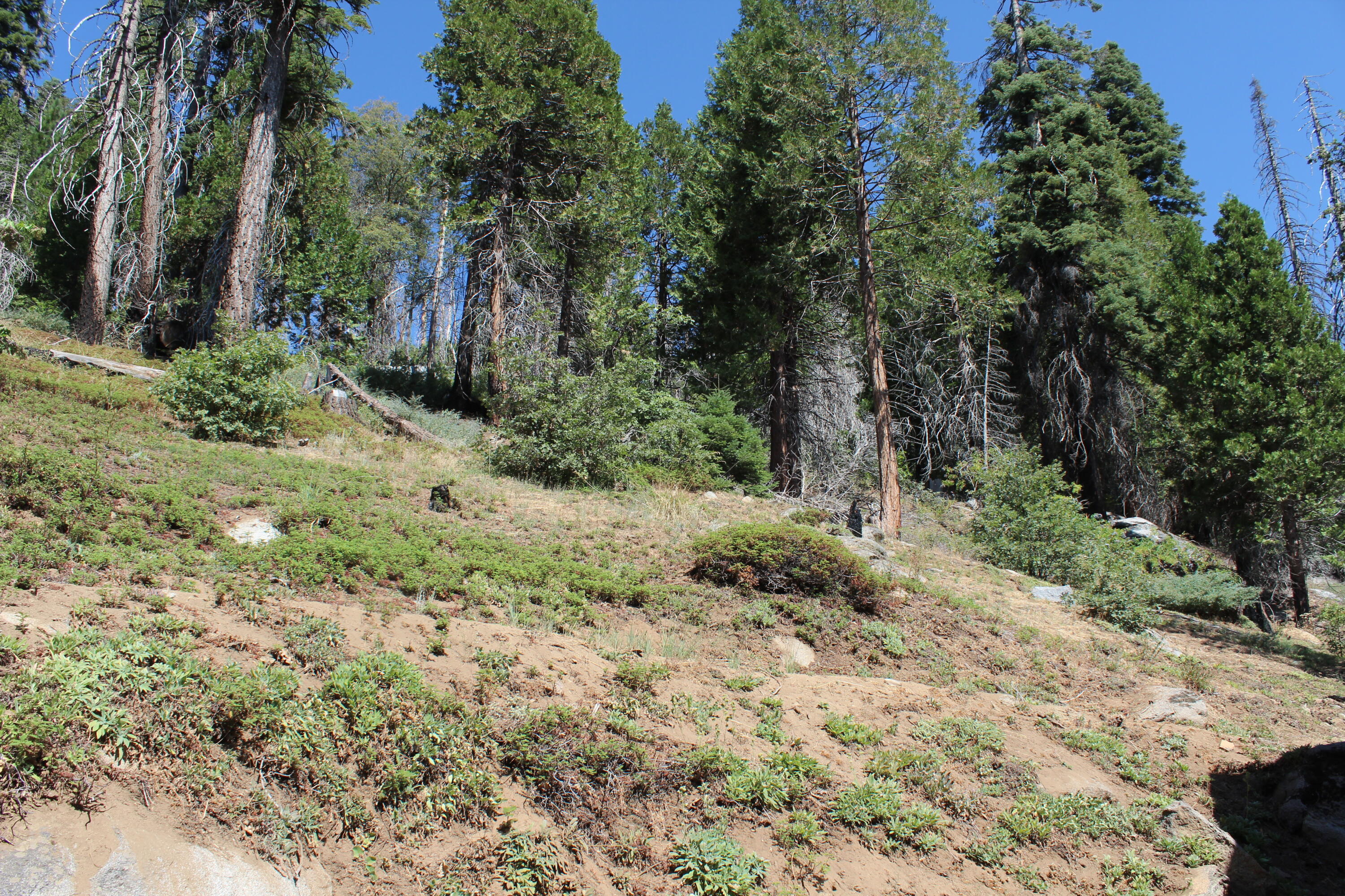 53434 Redwood Dr, Springville, CA 93265