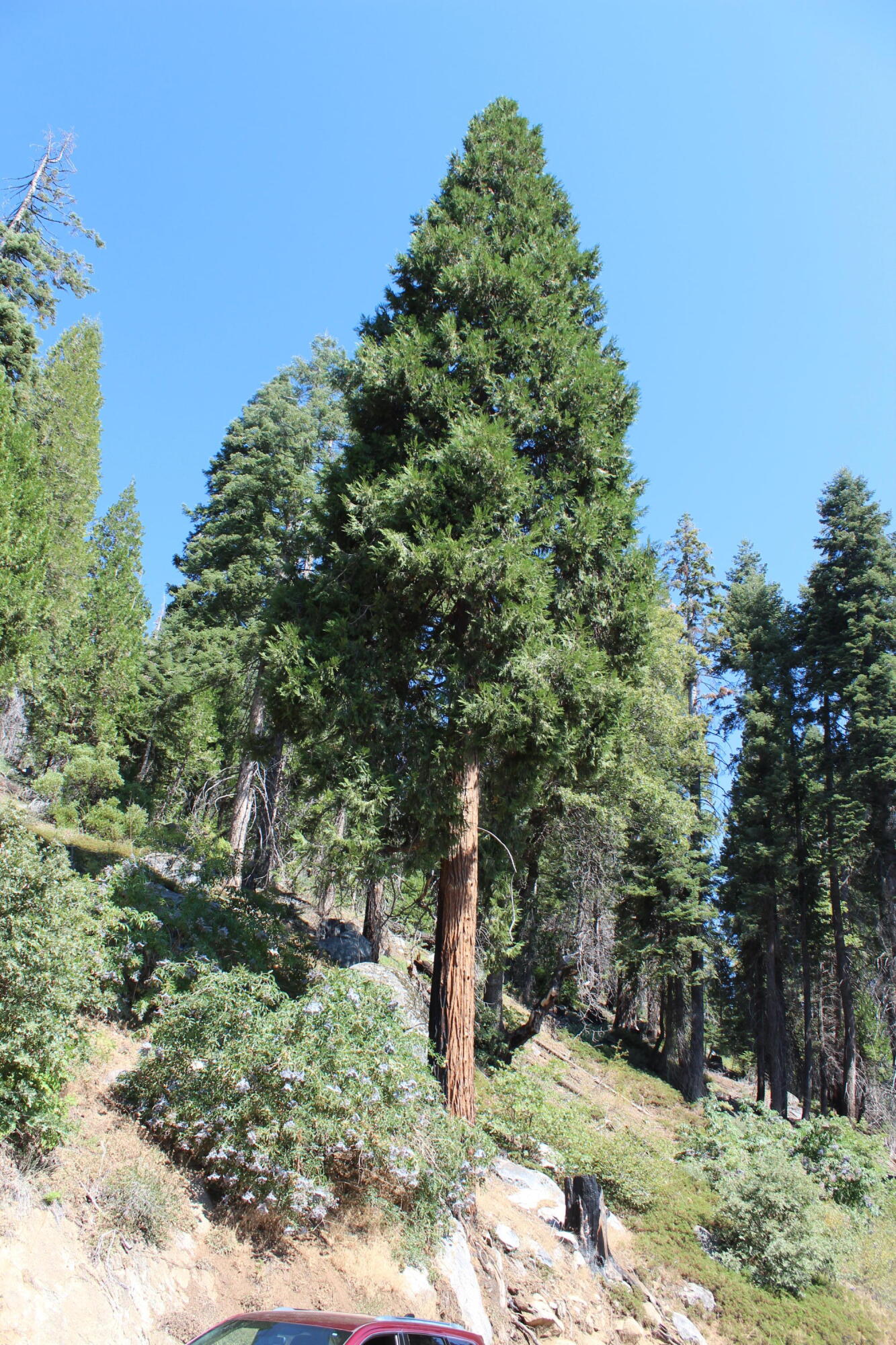 53434 Redwood Dr, Springville, CA 93265