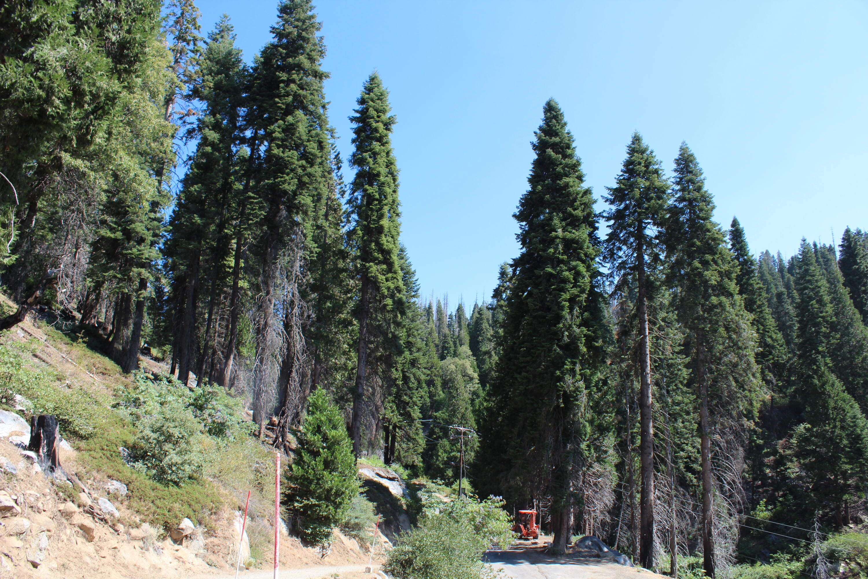 53434 Redwood Dr, Springville, CA 93265