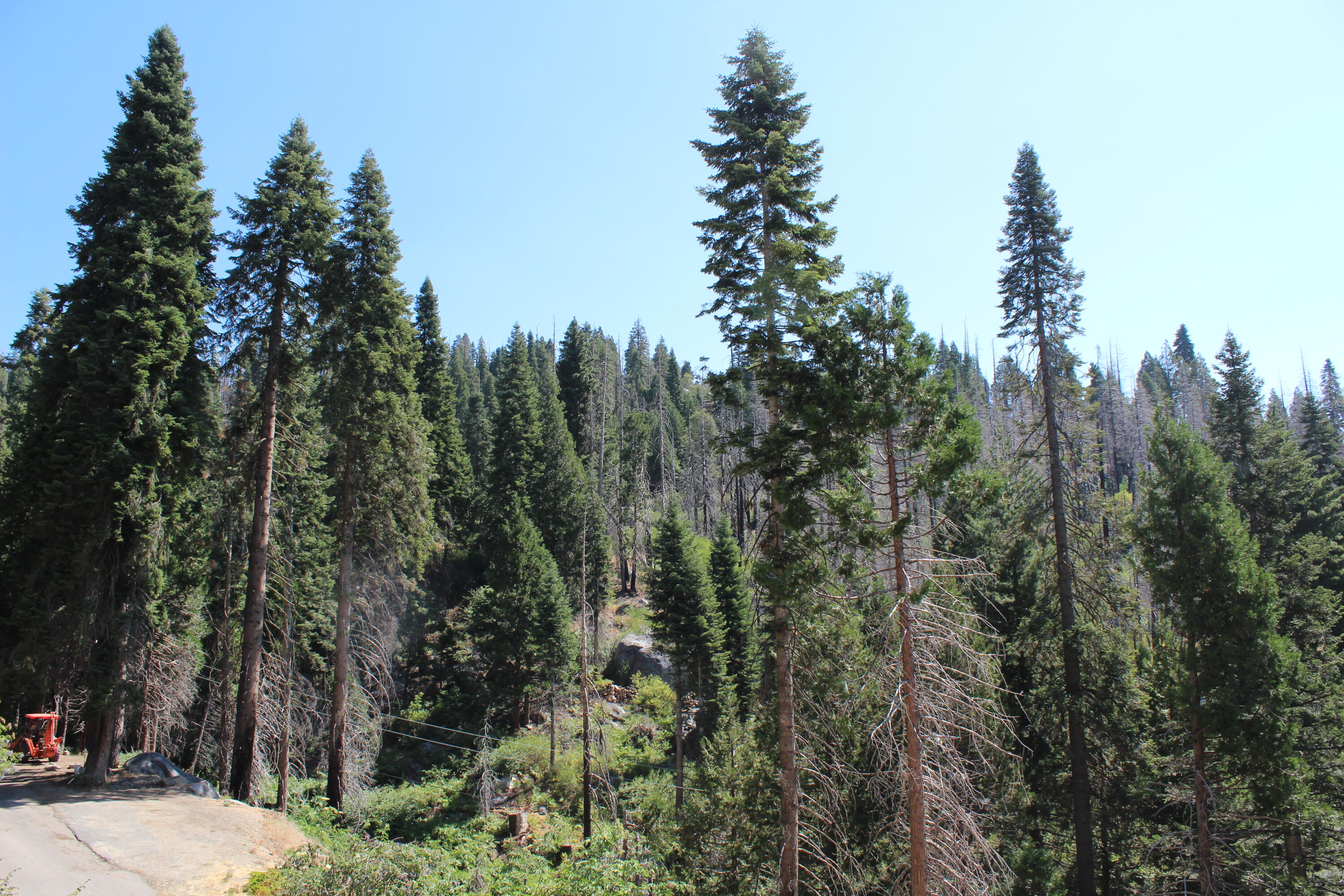 53434 Redwood Dr, Springville, CA 93265