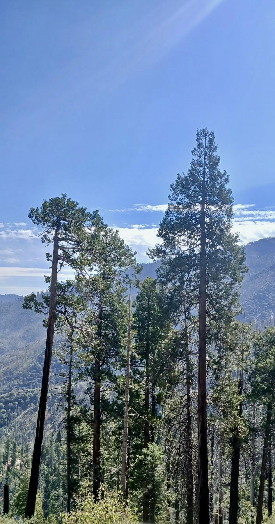 67 & 68 Mountain-aire, Springville, CA 93265