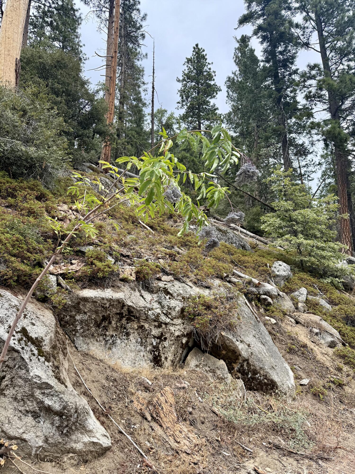 67 & 68 Mountain-aire, Springville, CA 93265
