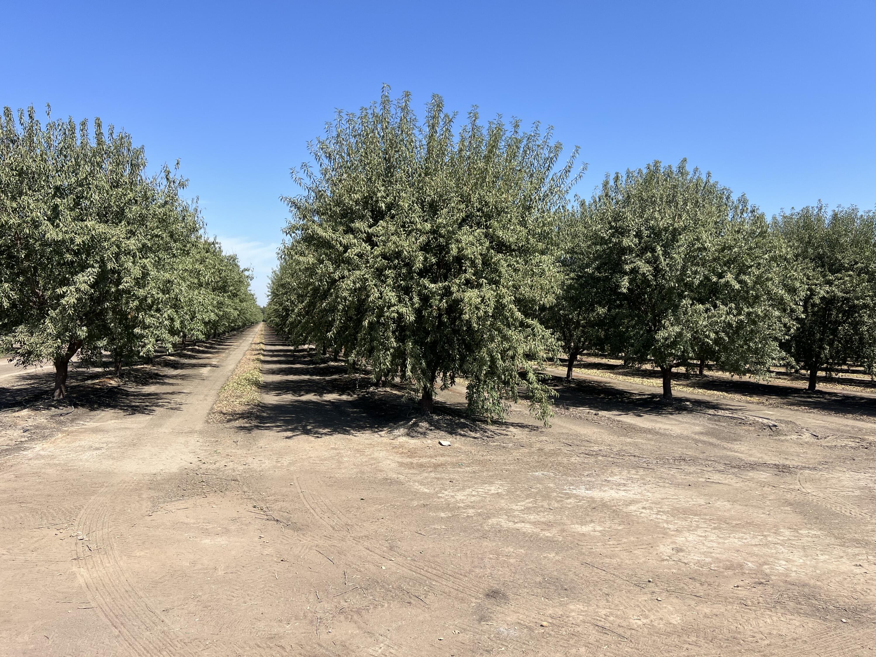 0, Strathmore, CA 93267