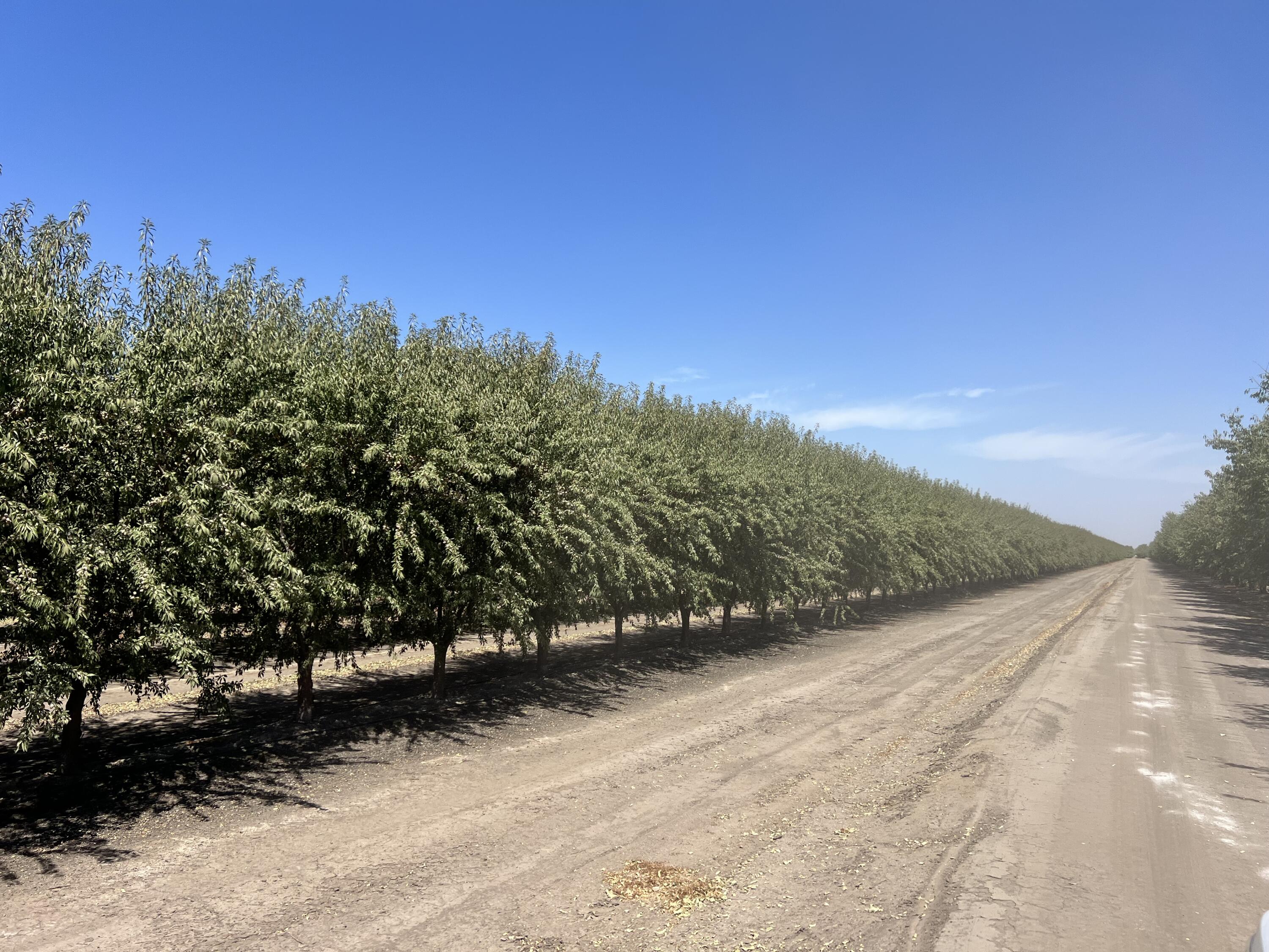 0, Strathmore, CA 93267
