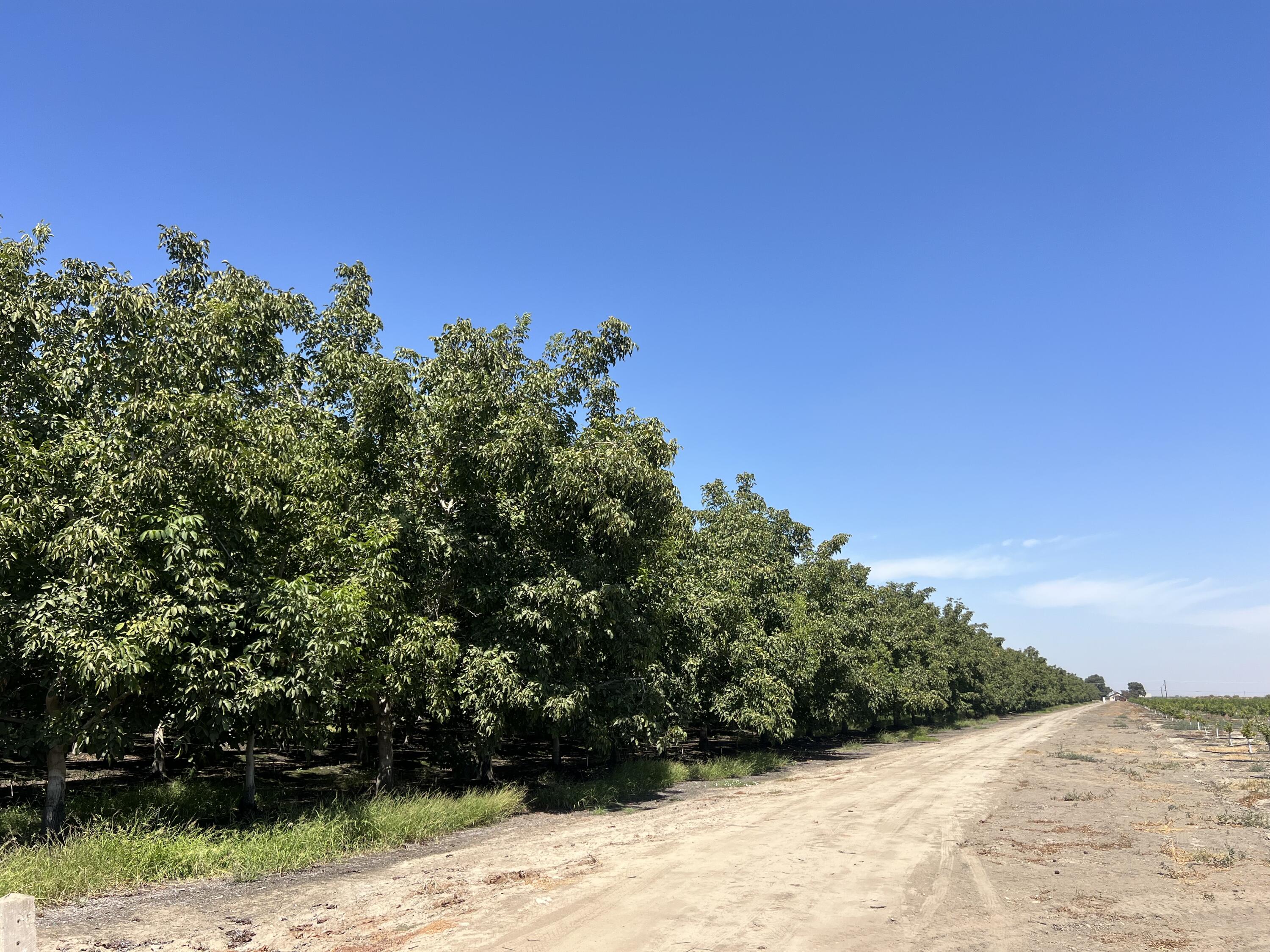 0, Strathmore, CA 93267