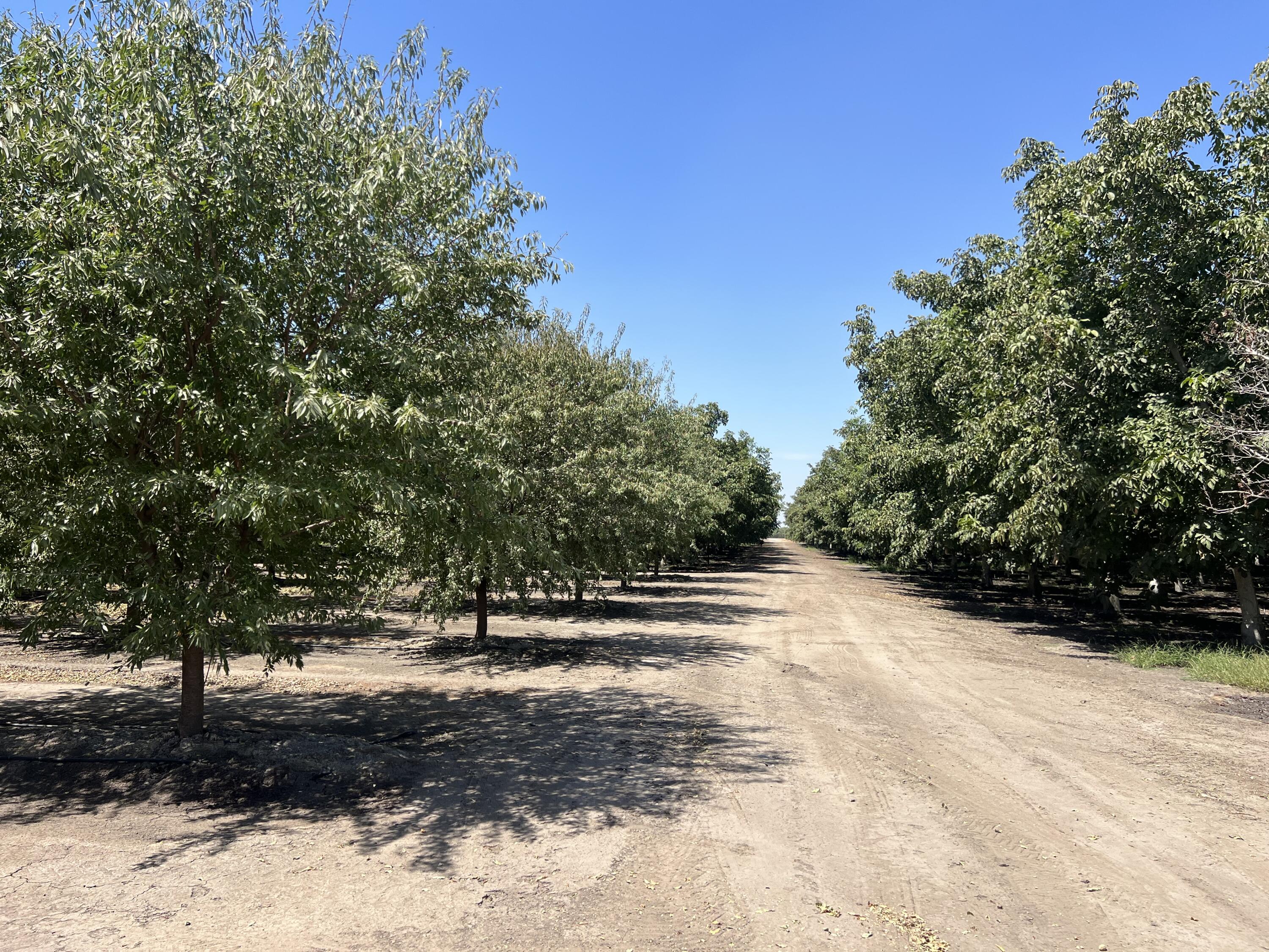 0, Strathmore, CA 93267