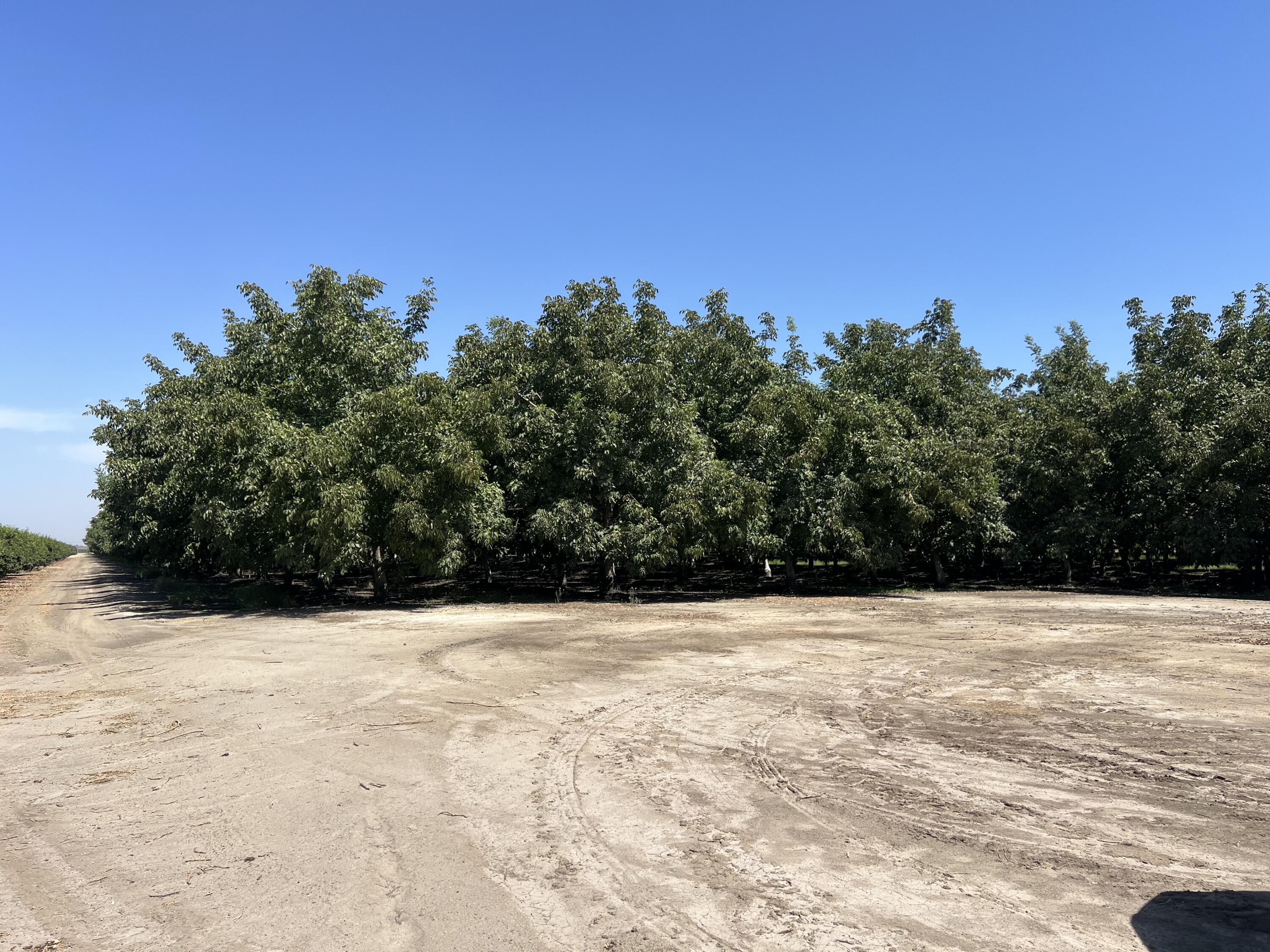 0, Strathmore, CA 93267