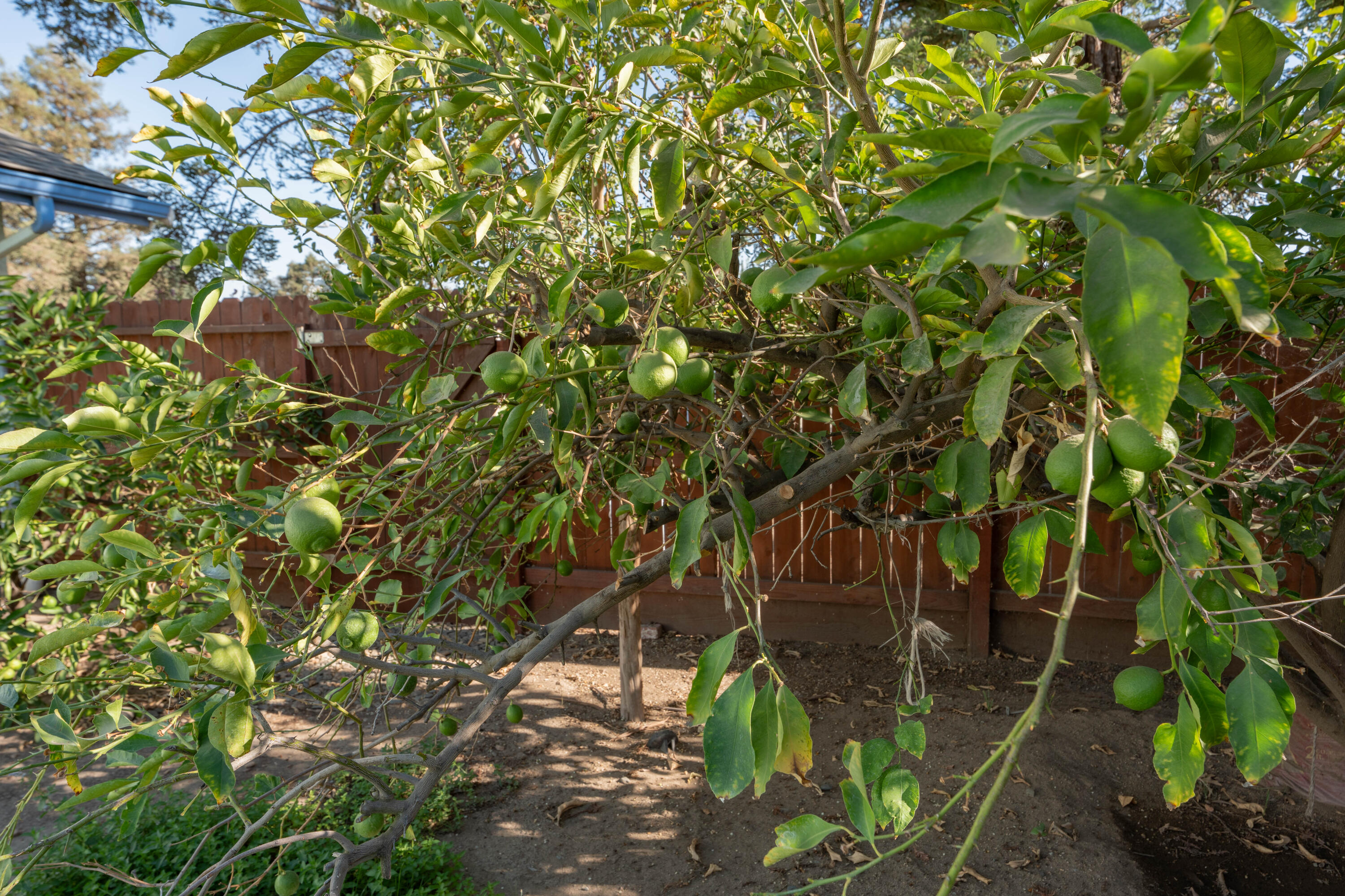 91 N Silver Maple Way, Porterville, CA 93257