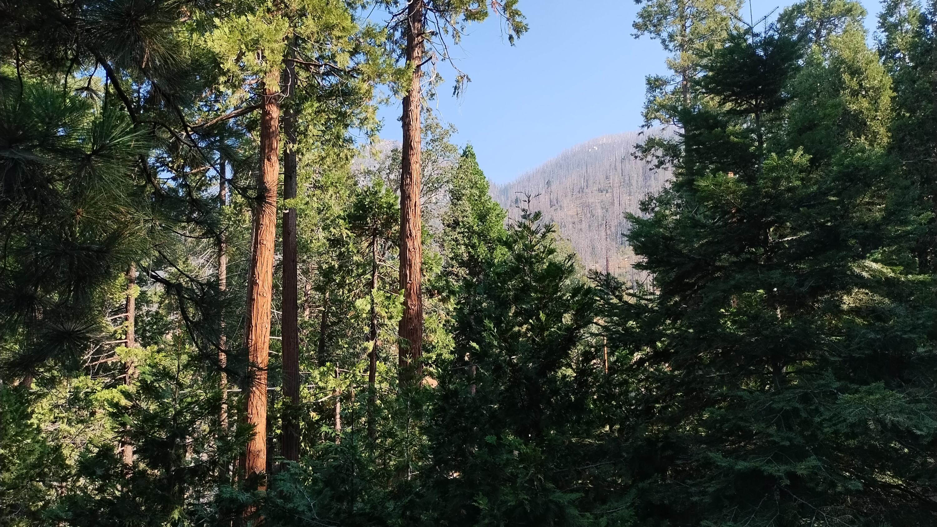 51837 Cedar Rd, Cedar Slope, CA 93265