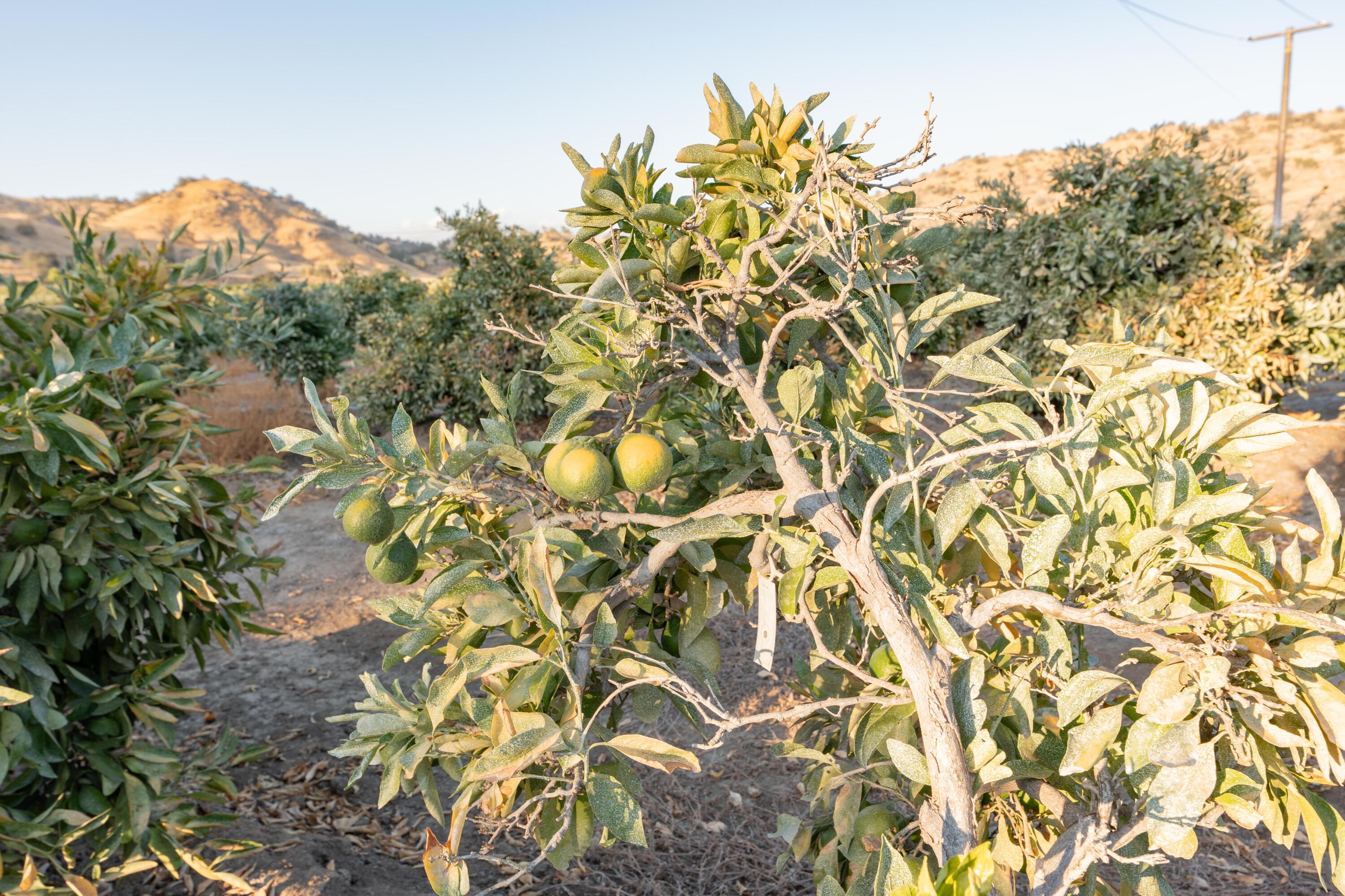 0 Success Valley Dr, Porterville, CA 93257
