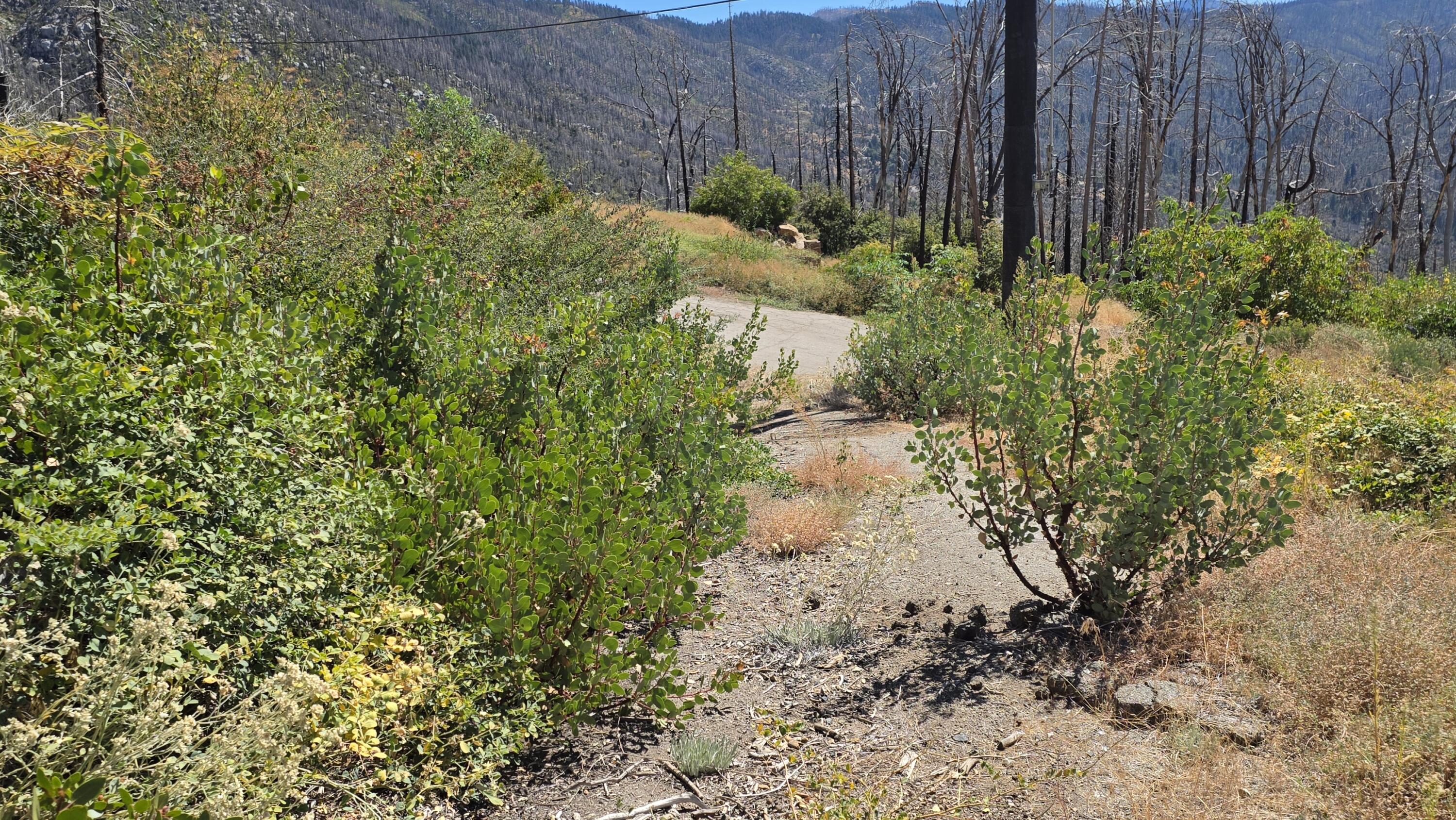 53037 Pine View Dr, Springville, CA 93265