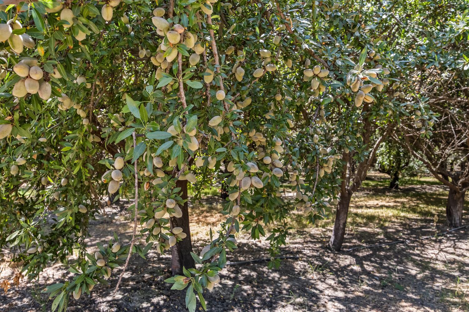5274 Avenue 24, Chowchilla, CA 93610