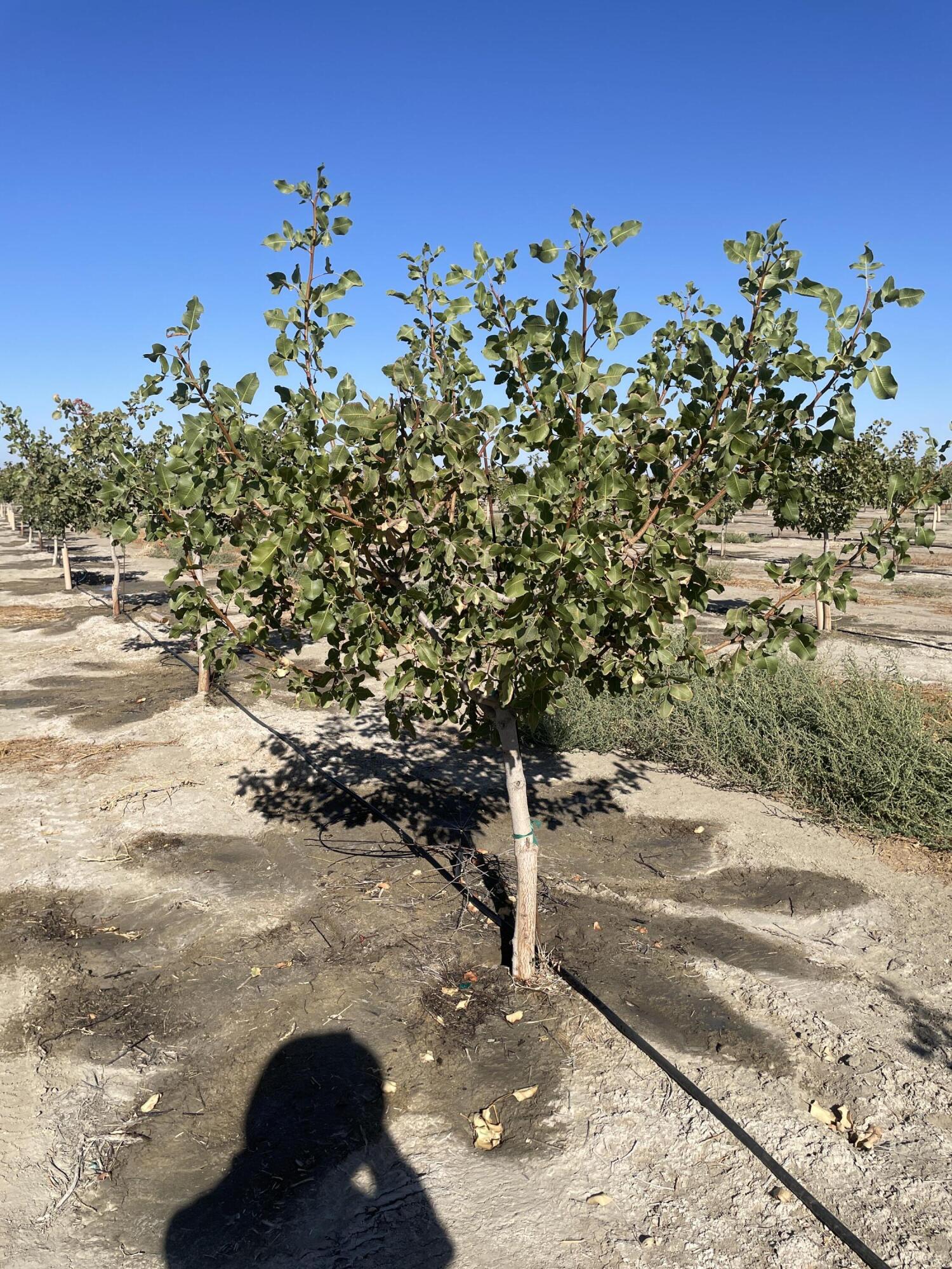 0 W W Ave 24 Ave, Allensworth, CA 93219