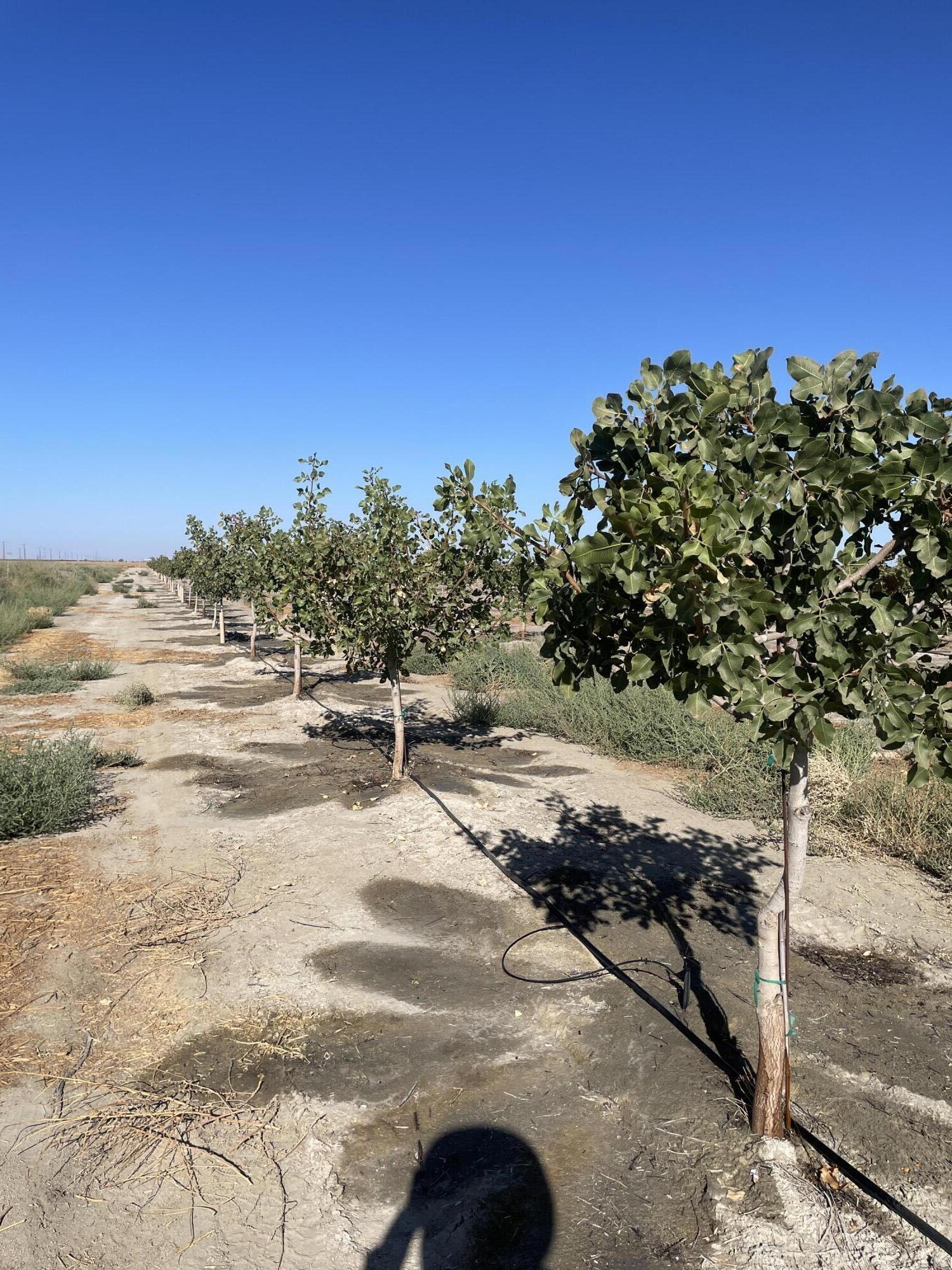 0 W W Ave 24 Ave, Allensworth, CA 93219