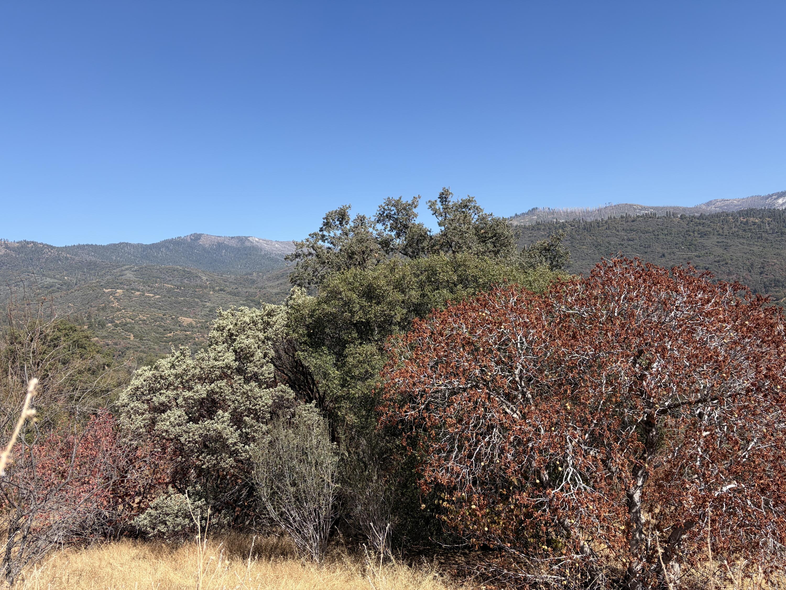 0001 Hogback, Badger, CA 93603