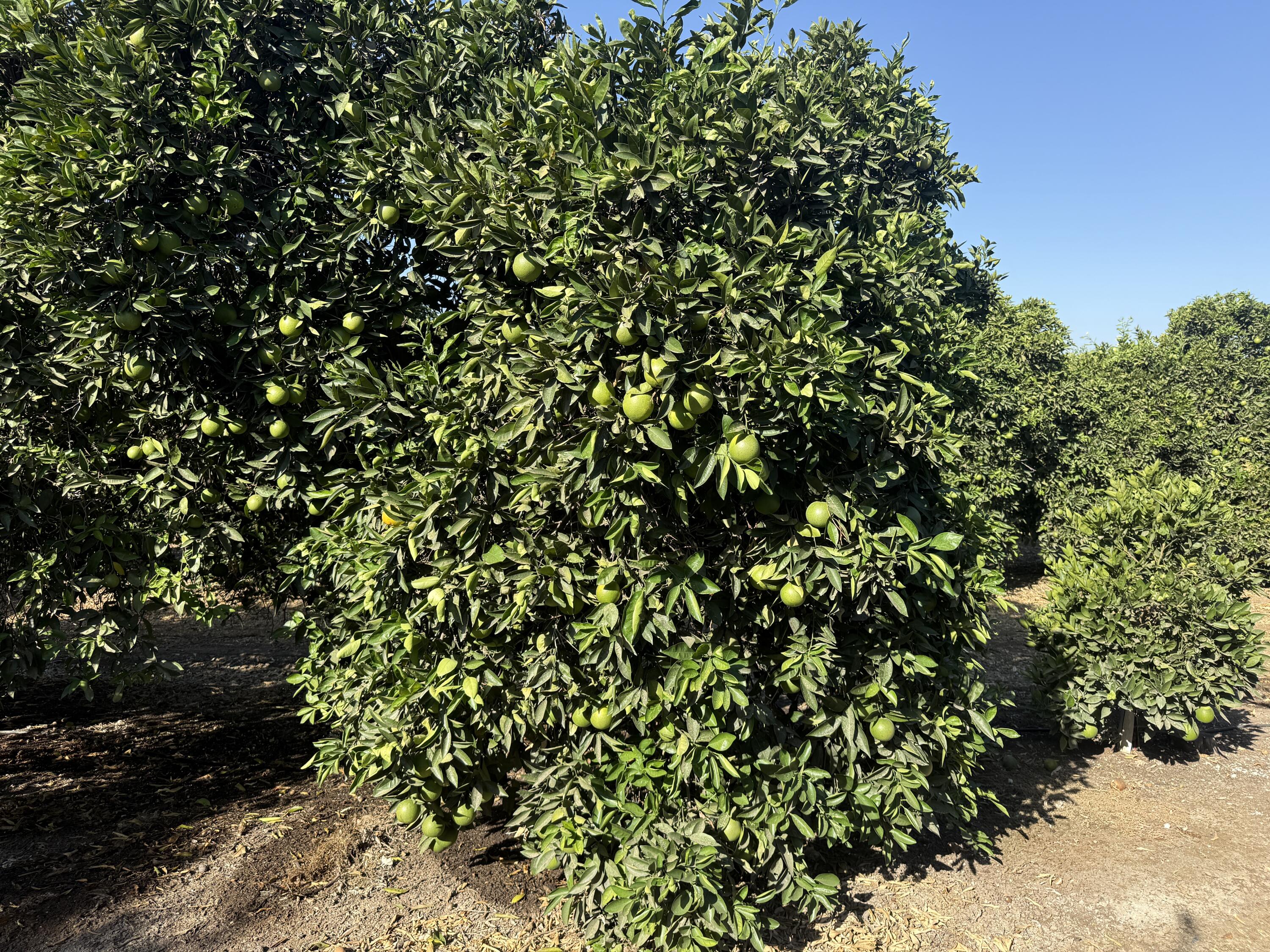 25389 Ave 120, Porterville, CA 93257