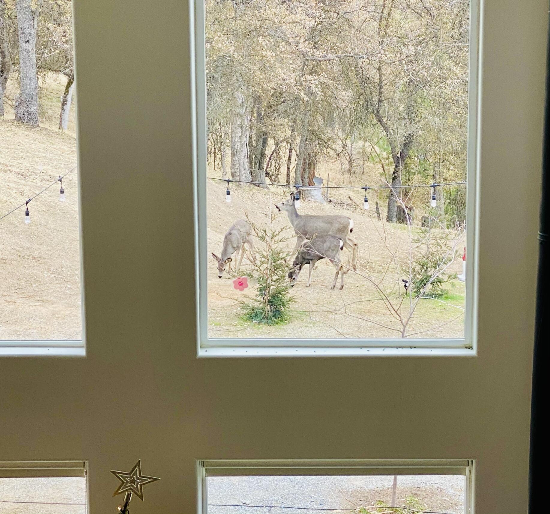 147 Rabbit Foot Trl, California Hot Springs, CA 93207